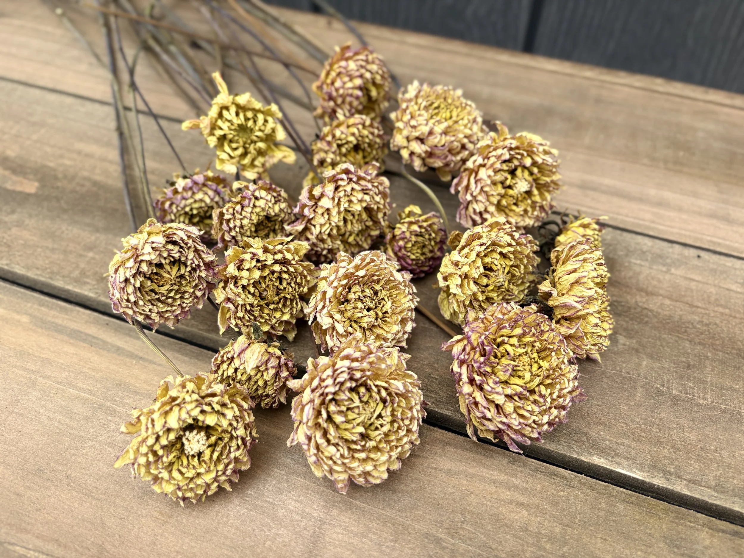 Yellow Dried Dahlia Flowers