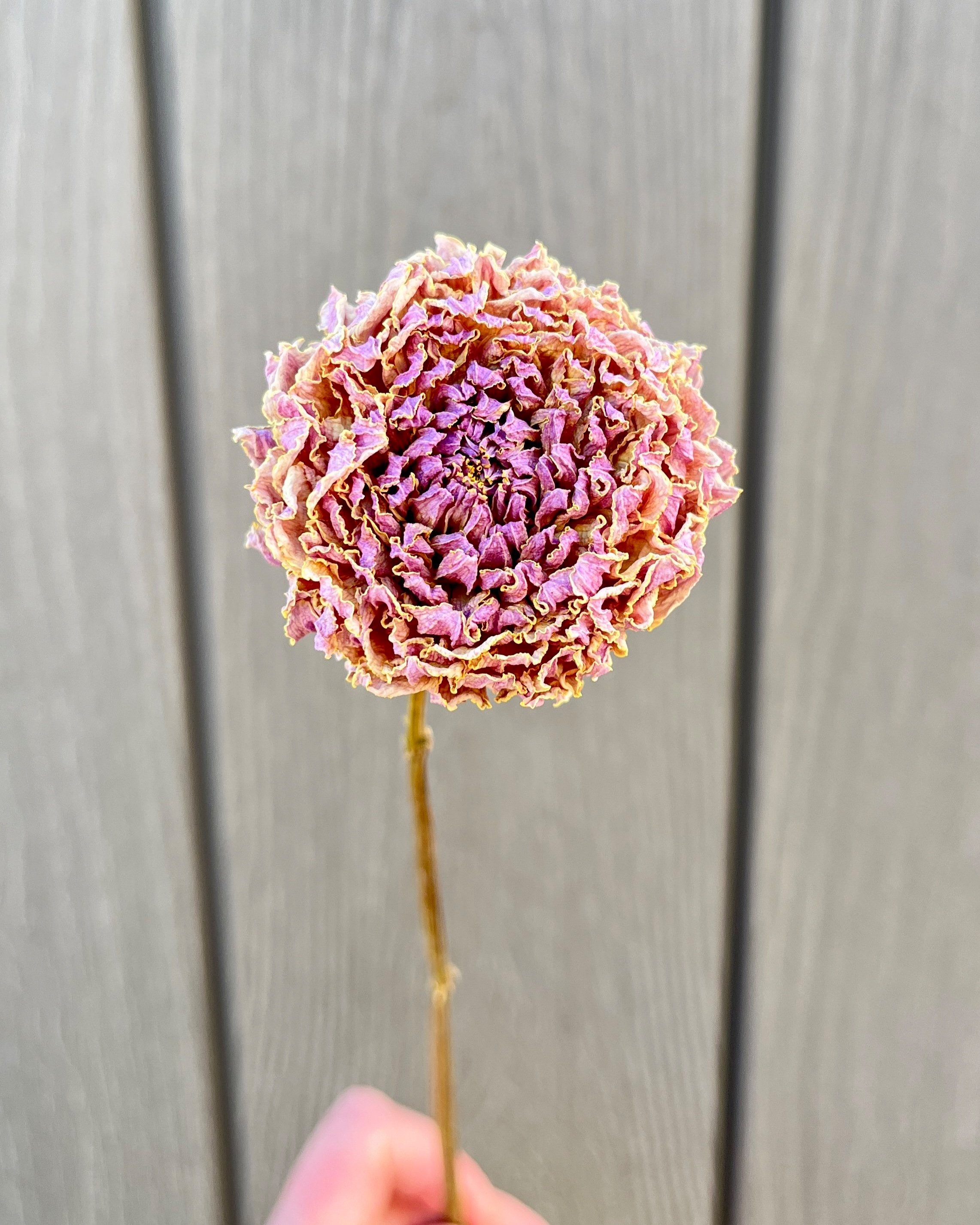 Purple Pink Dried Dahlia Flower