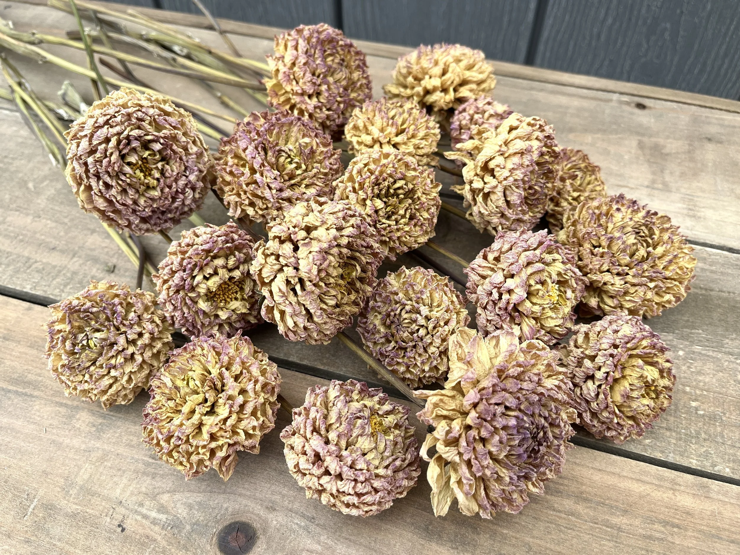 Beige Dried Dahlia Flowers