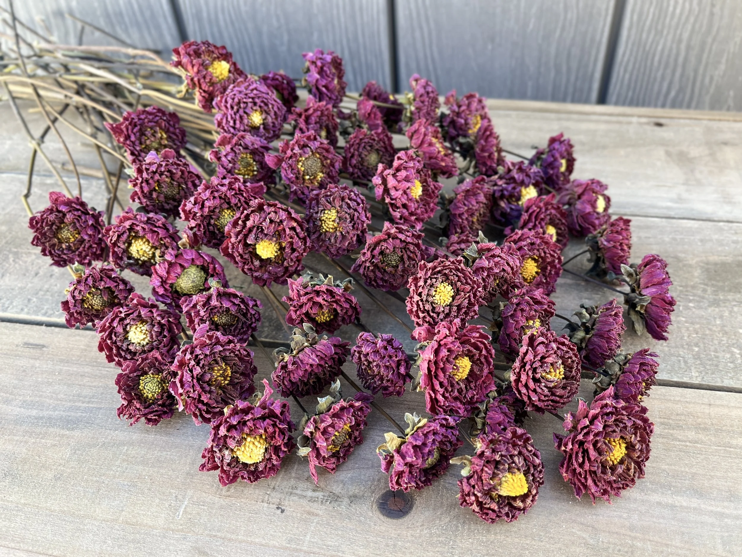Burgundy, Deep Purple, Dark Red Dried Dahlia Flowers