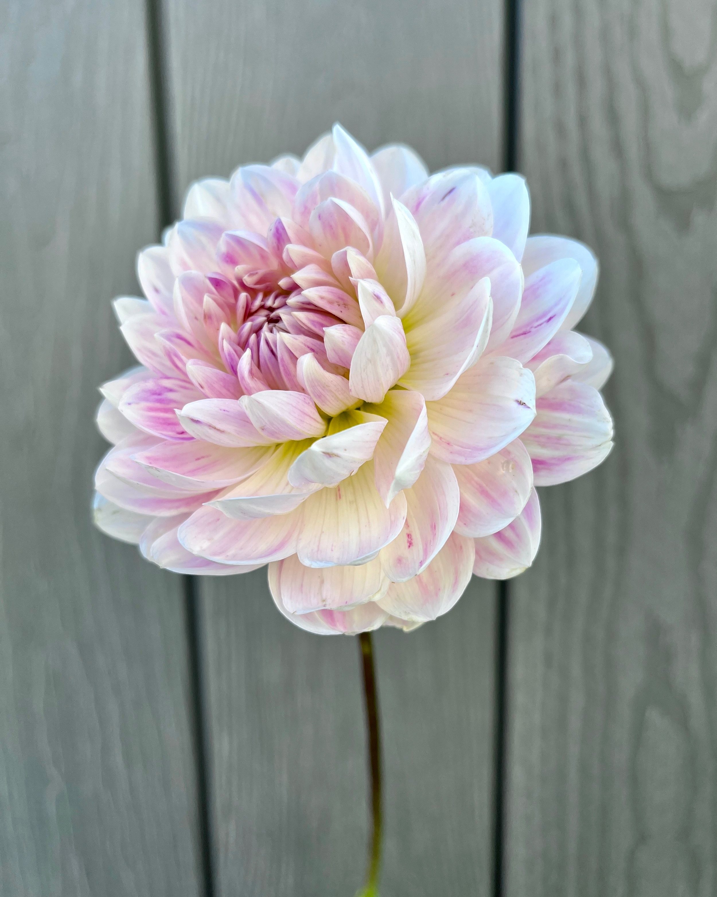 Kelgai Ann Dahlia: Soft Blush with Darker Pink Streaks Waterlily Dahlia