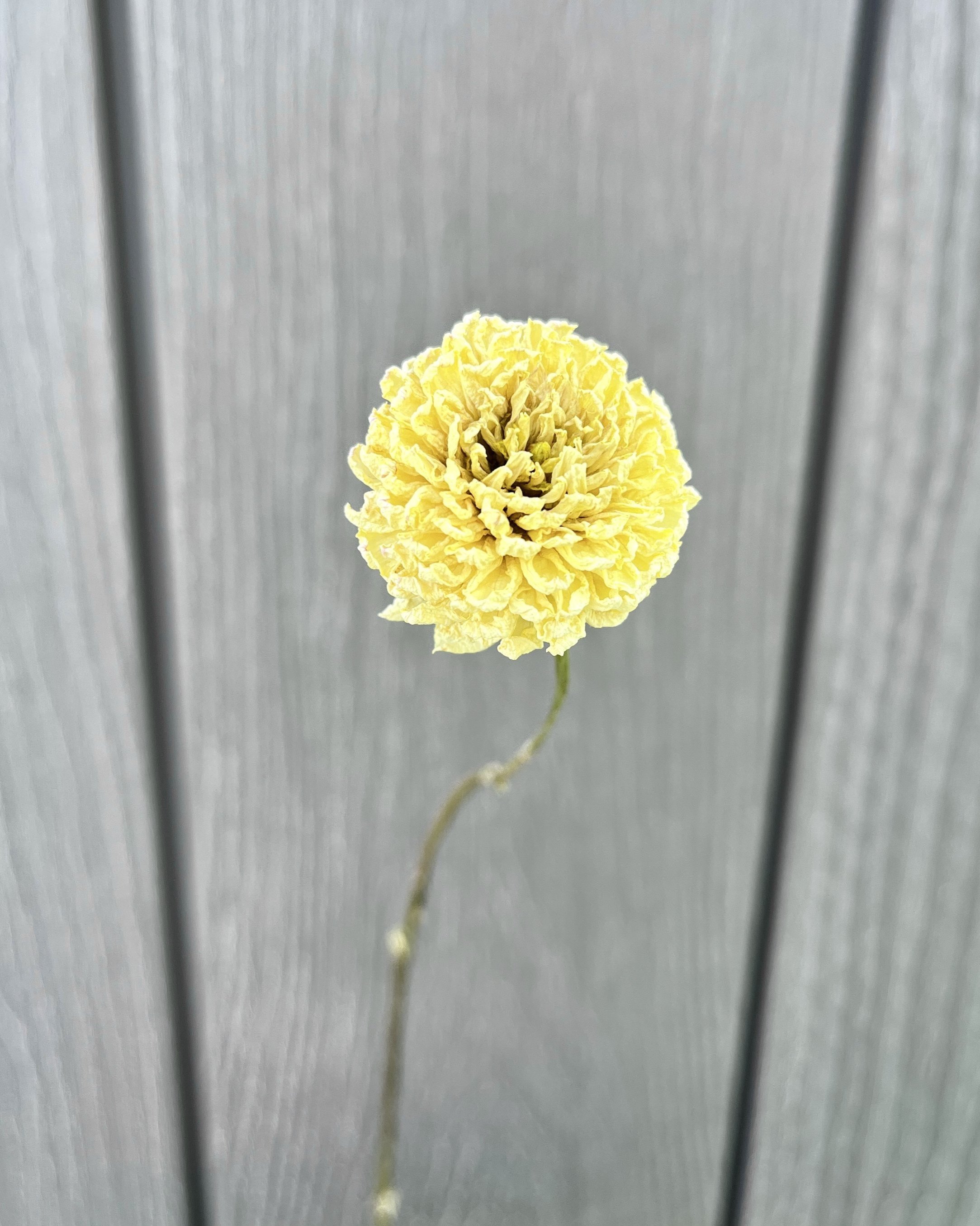 Soft Yellow, Cream Dried Dahlia Flower