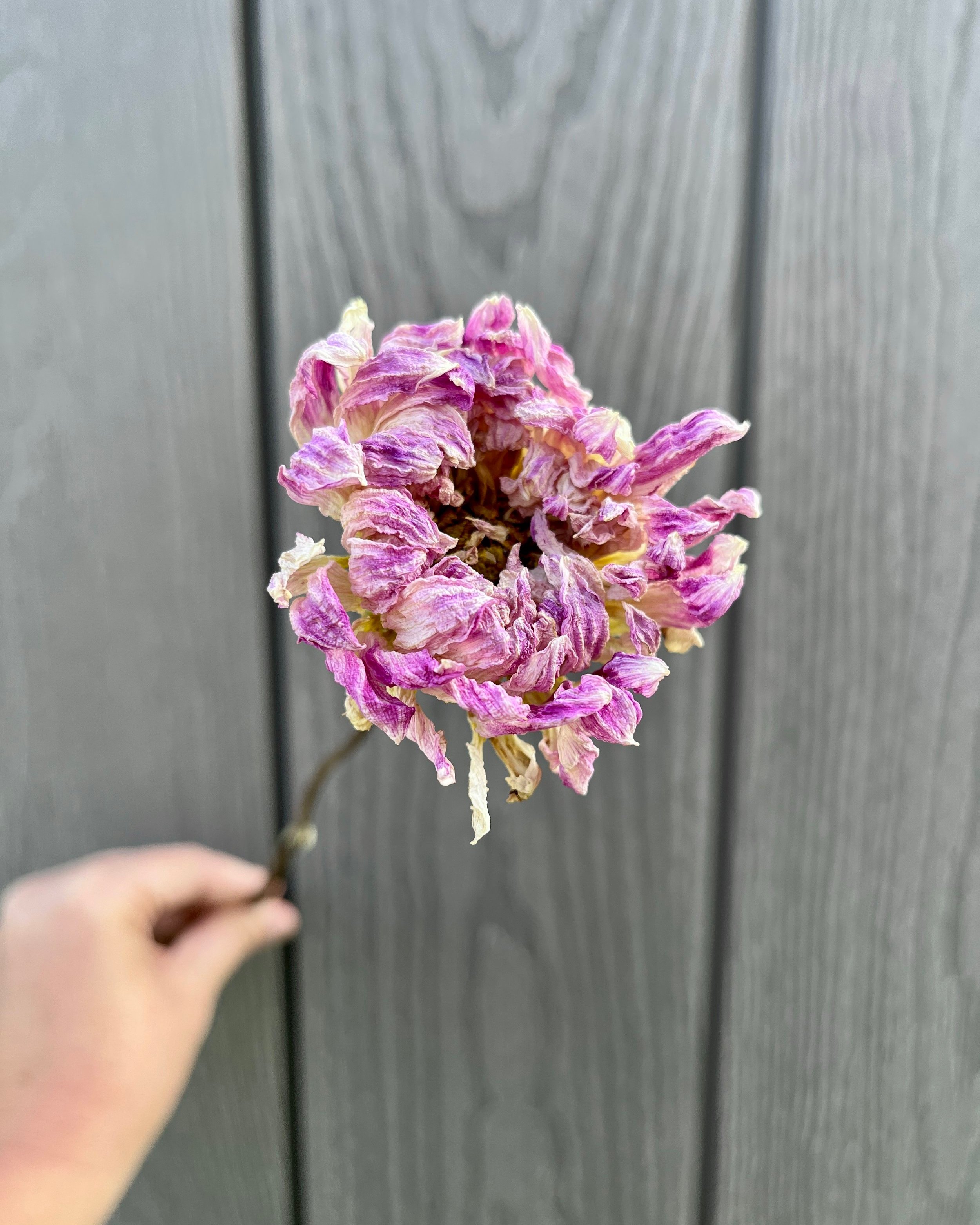 Lavender Purple Dried Dahlia Flower