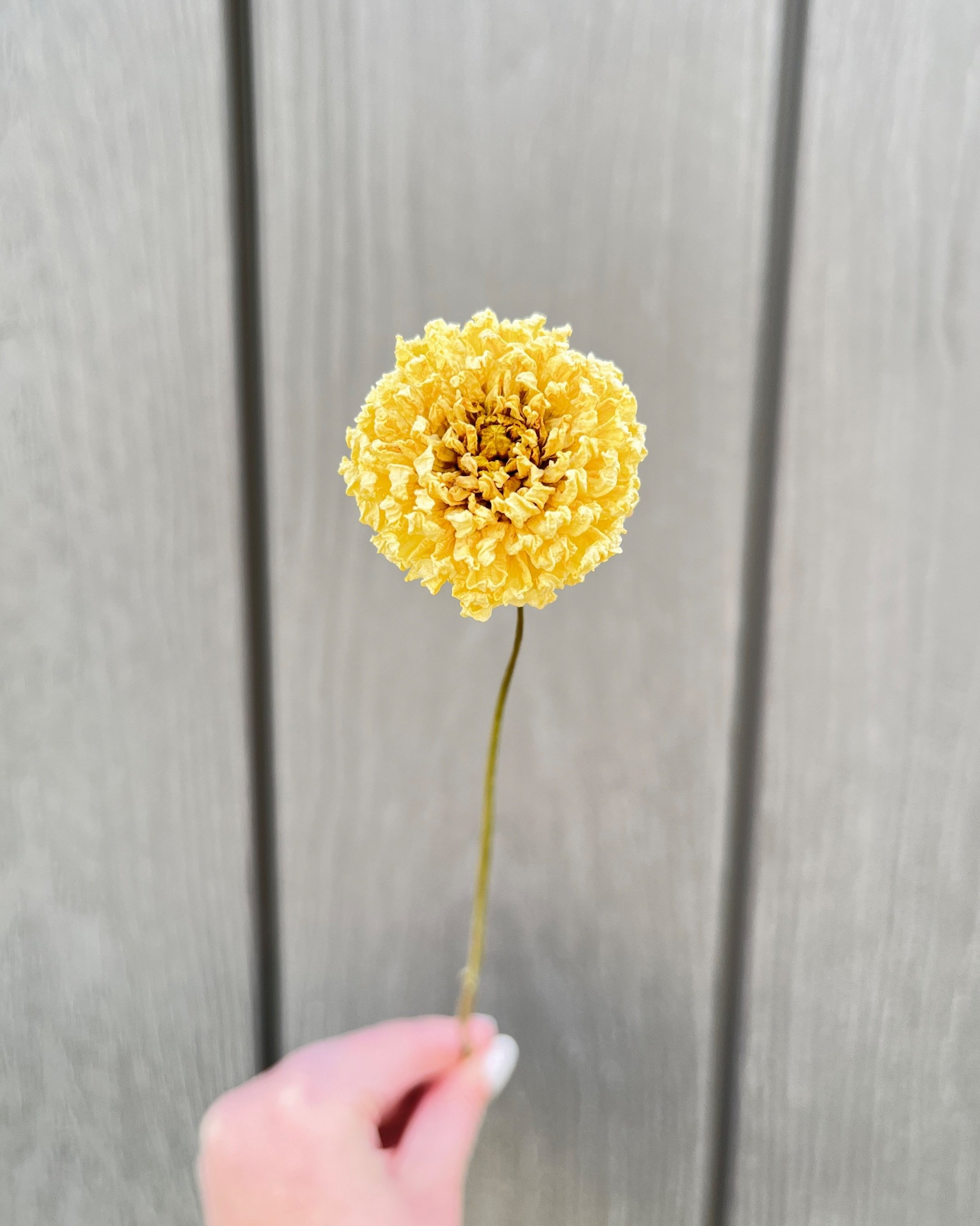 Cream Dried Dahlia Flower
