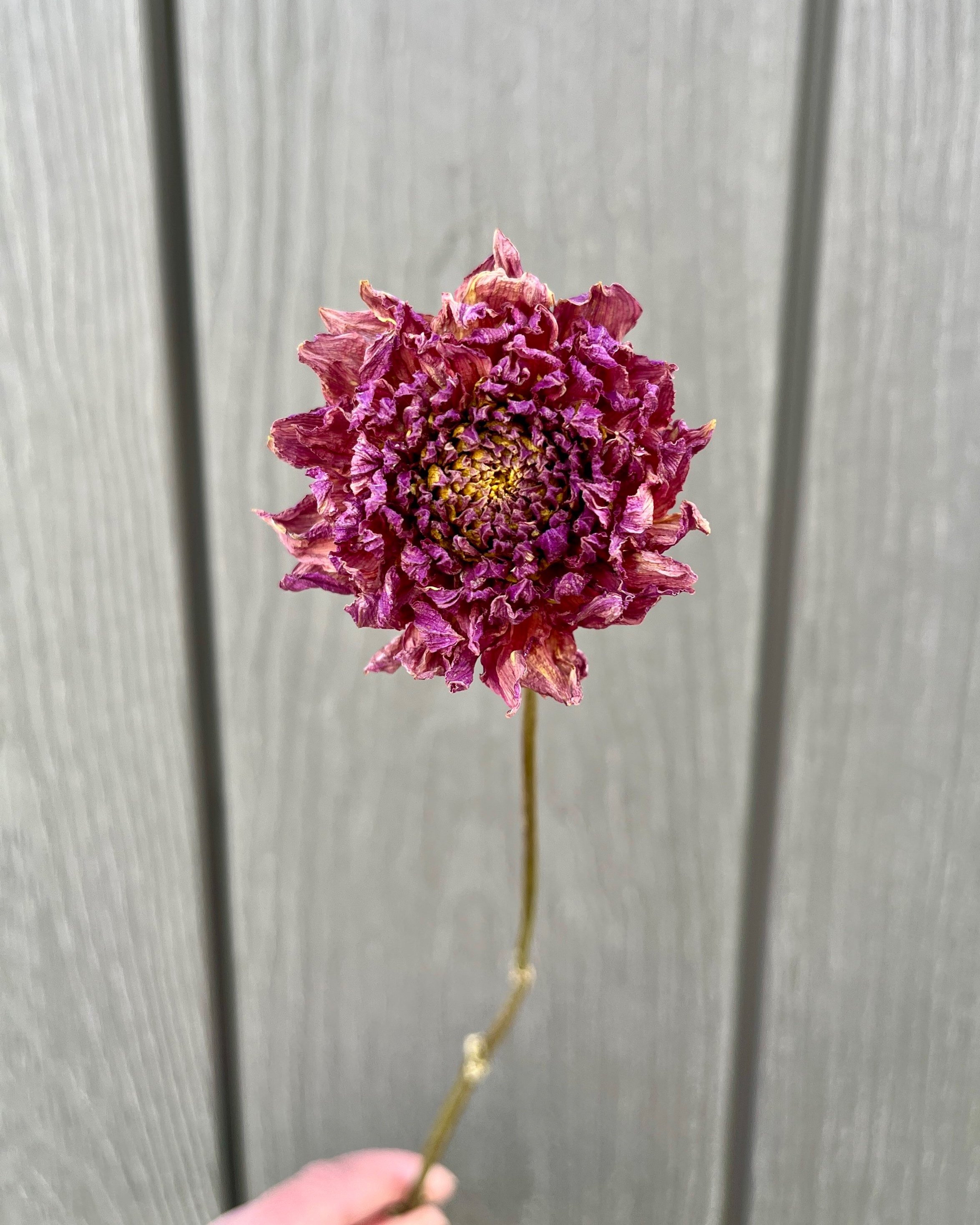 Purple Dried Dahlia Flower
