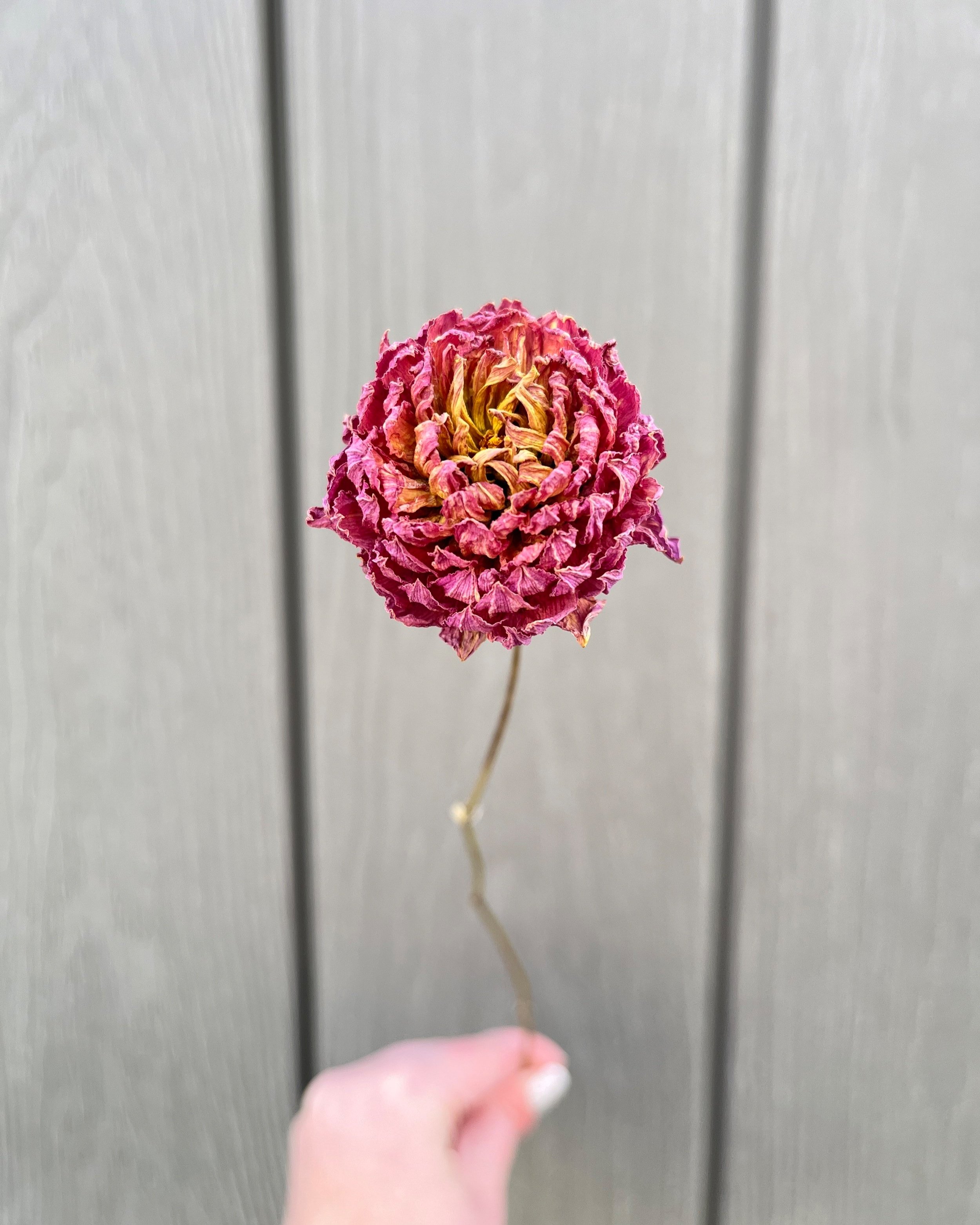 Fuchsia Pink Dried Dahlia Flower
