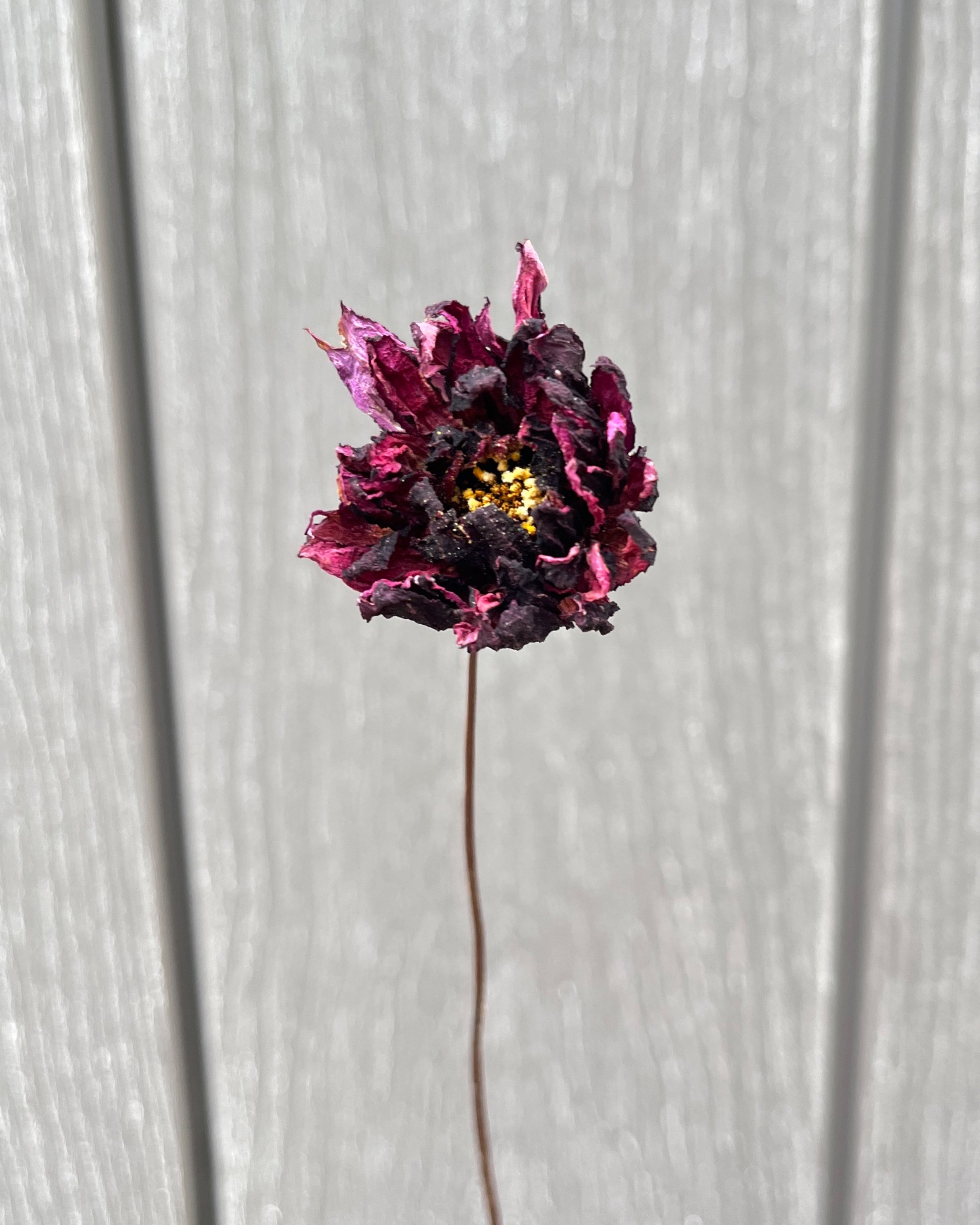 Burgundy, Deep Purple Dried Dahlia Flower
