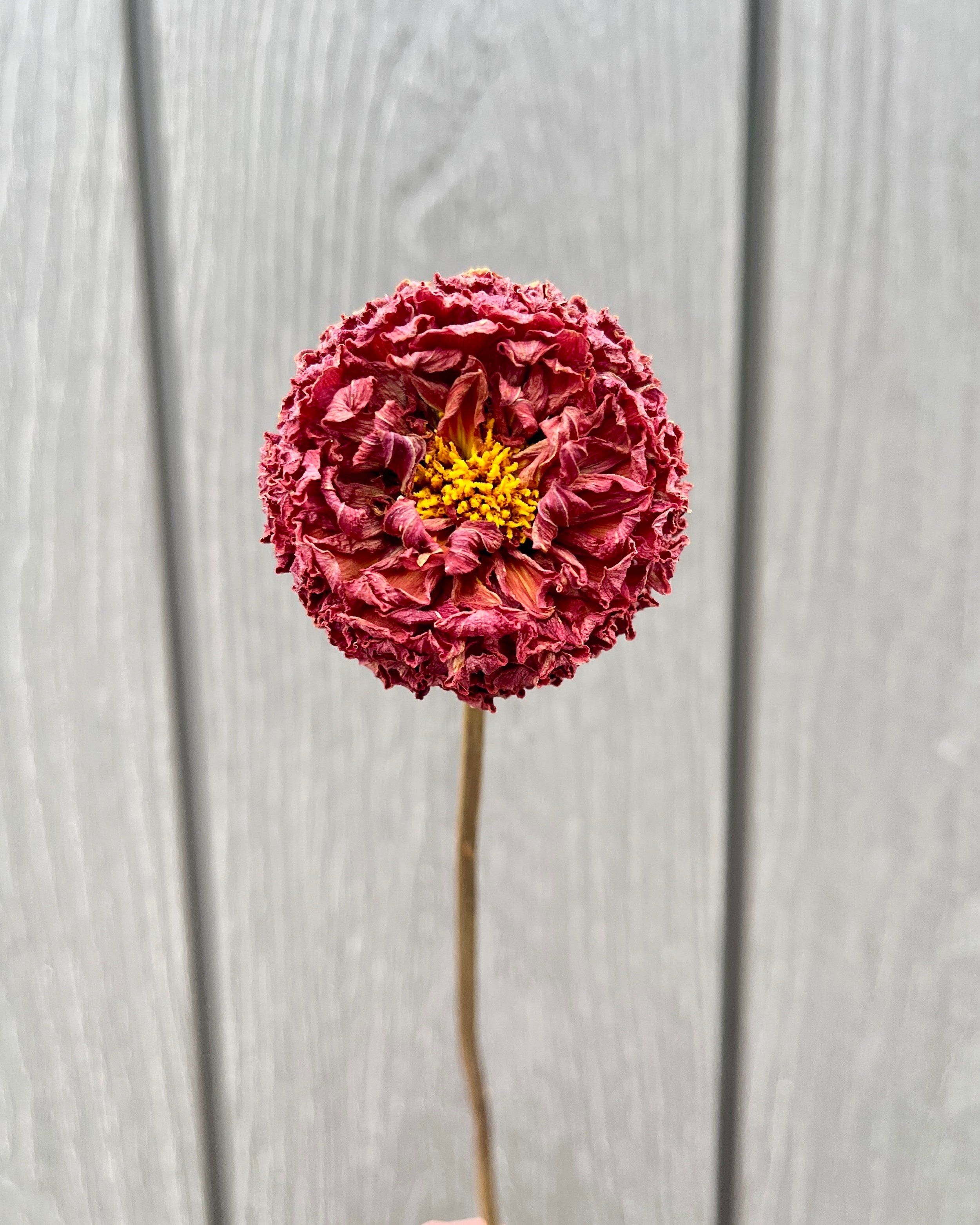 Rust, Bronze, Brown Dried Dahlia Flower