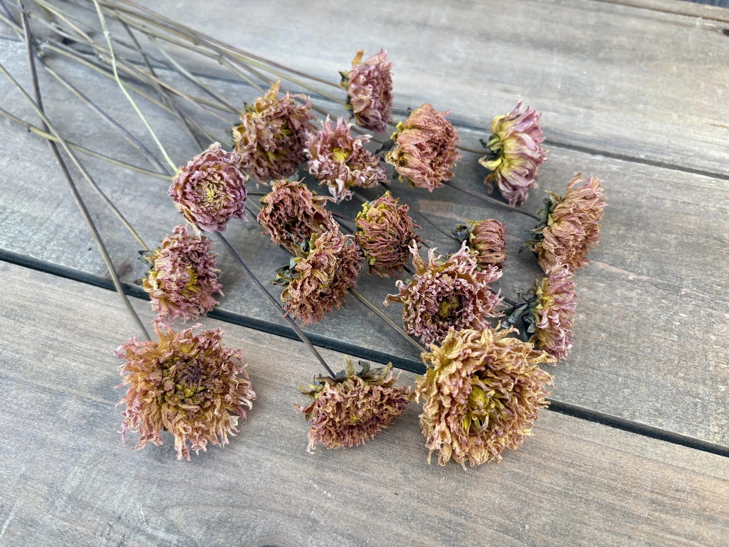 Brown Peach Dried Dahlia Flowers