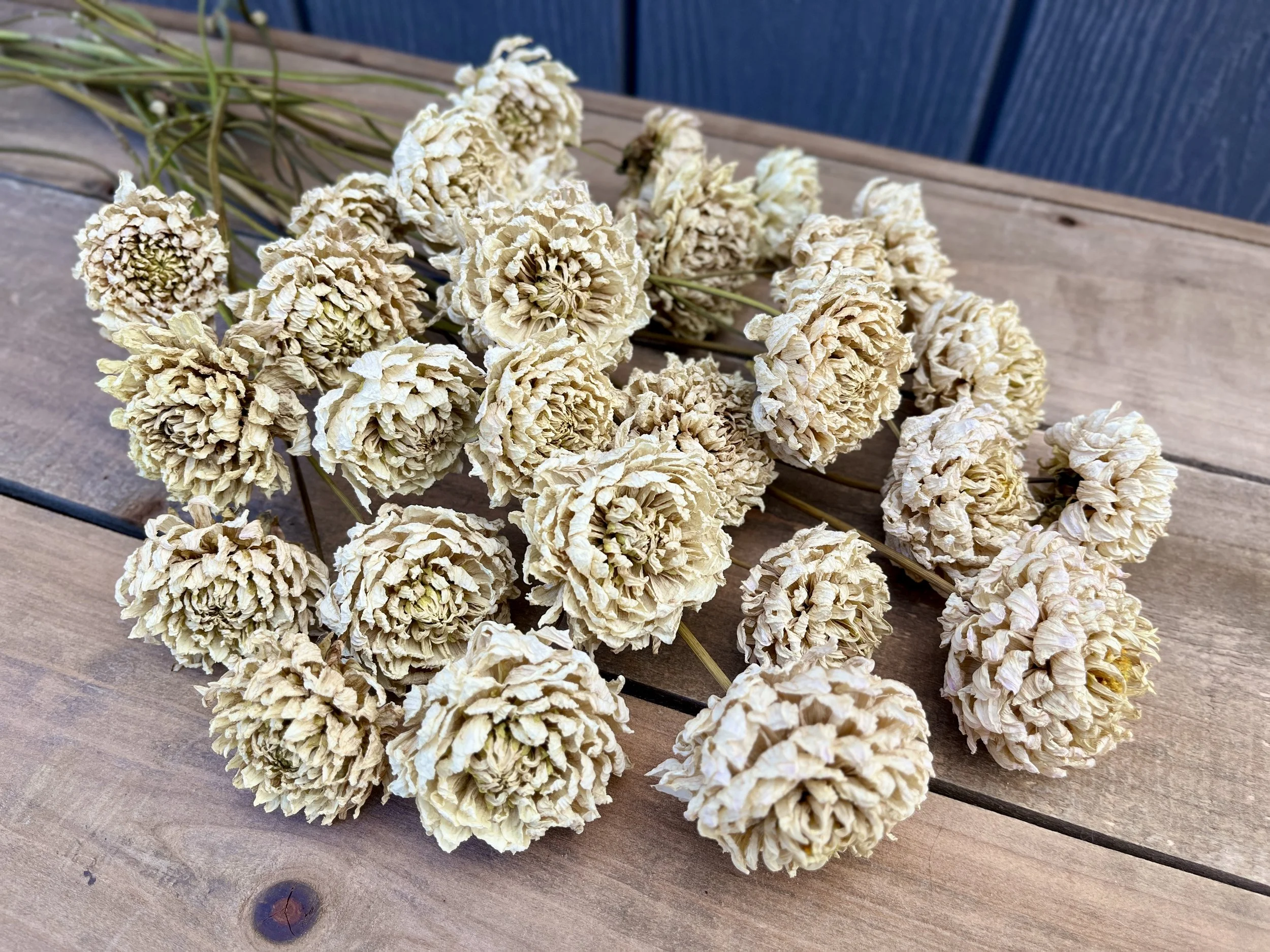 Cream Dried Dahlia Flowers