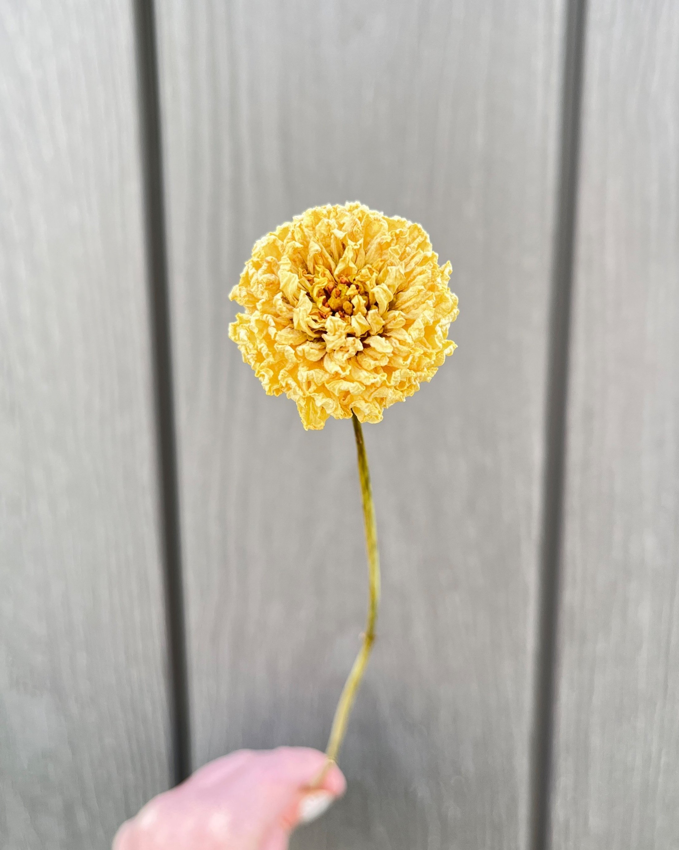 Cream Dried Dahlia Flower
