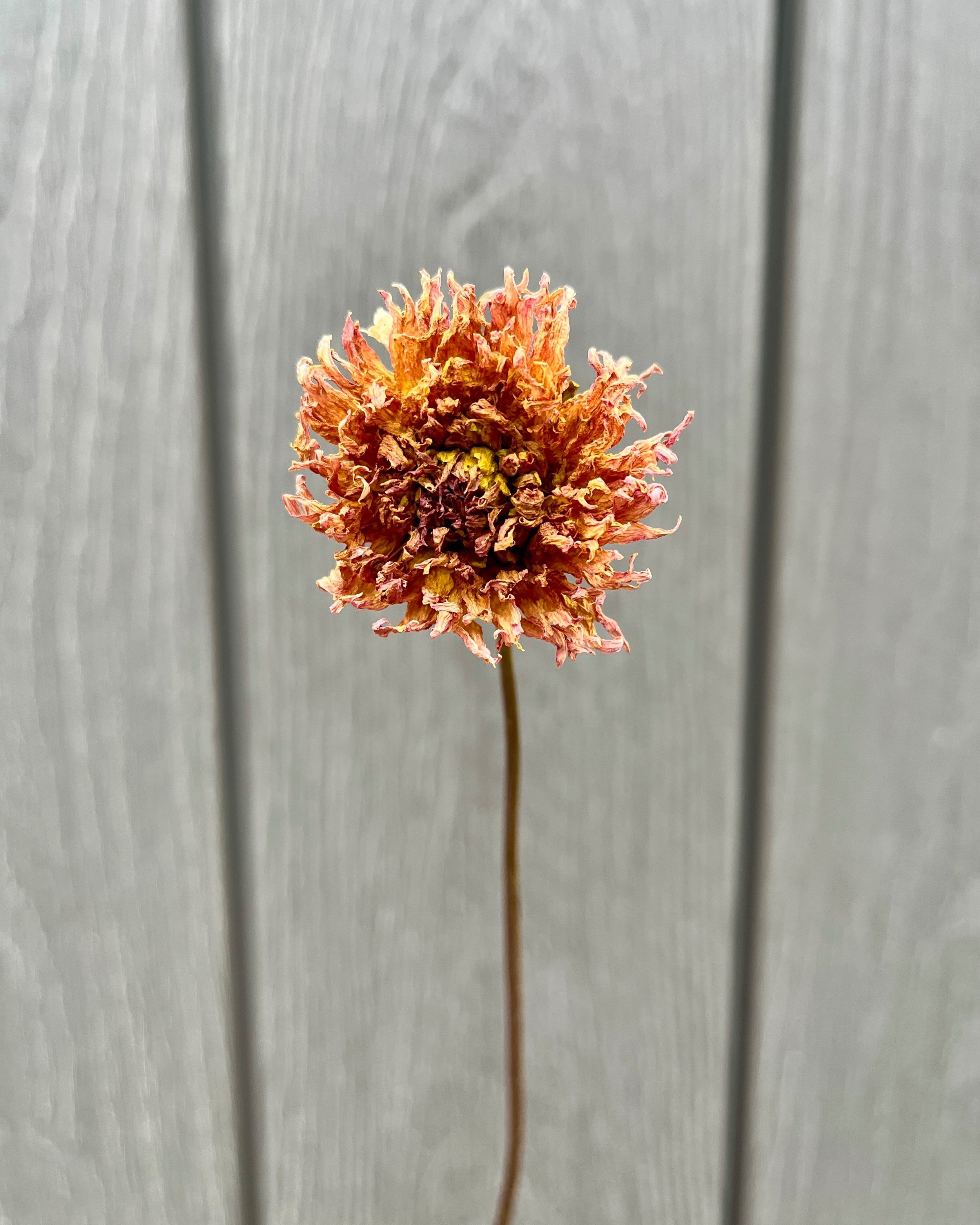 Brown Peach Dried Dahlia Flower