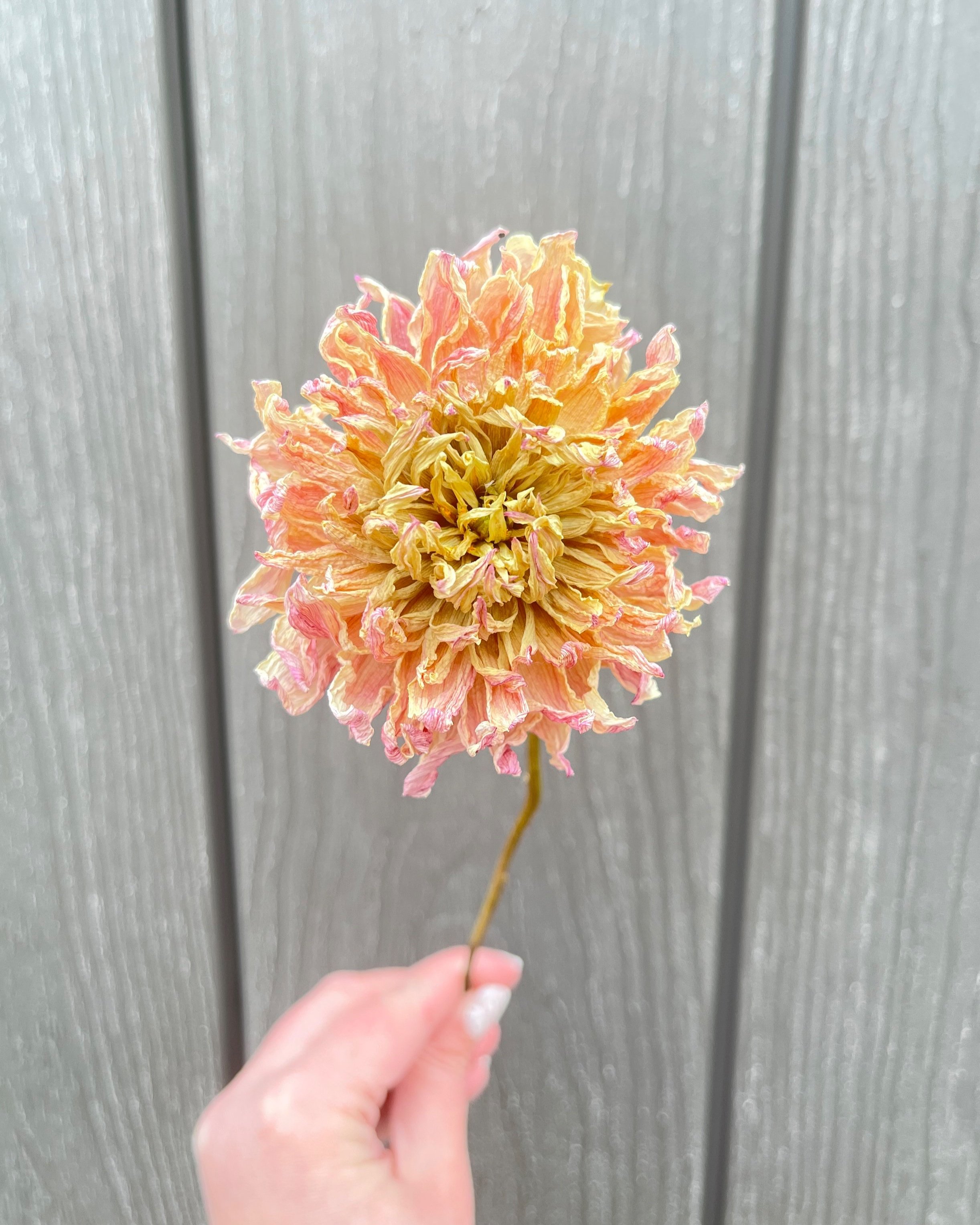 Pink Purple Dried Dahlia Flower