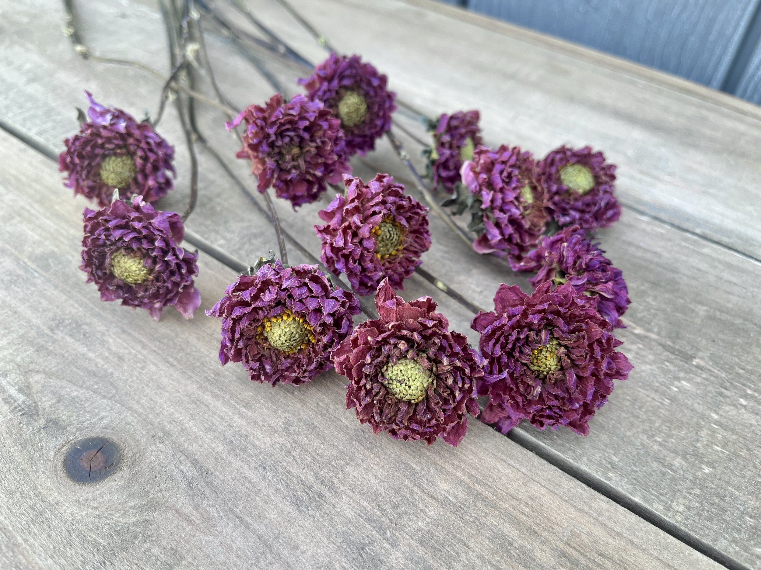 Purple Dried Dahlia Flowers