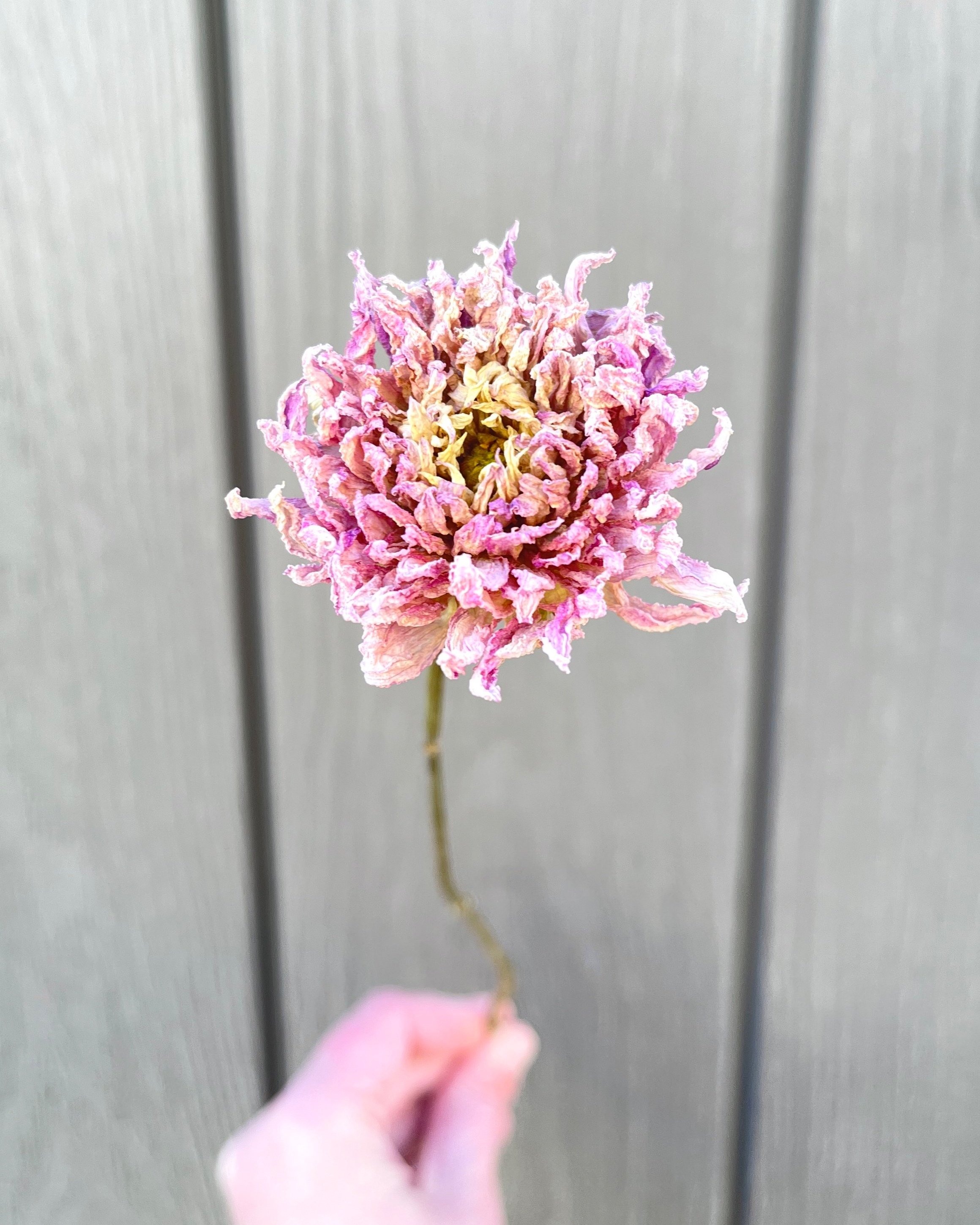 Lavender Pink Purple Dried Dahlia Flower
