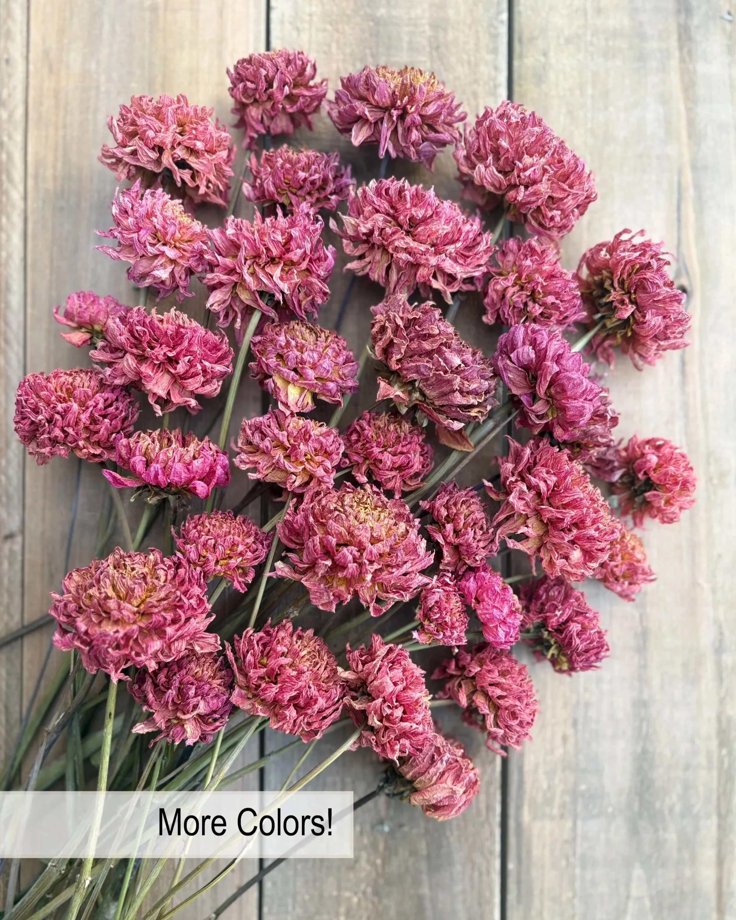 Red Dried Dahlia Flowers