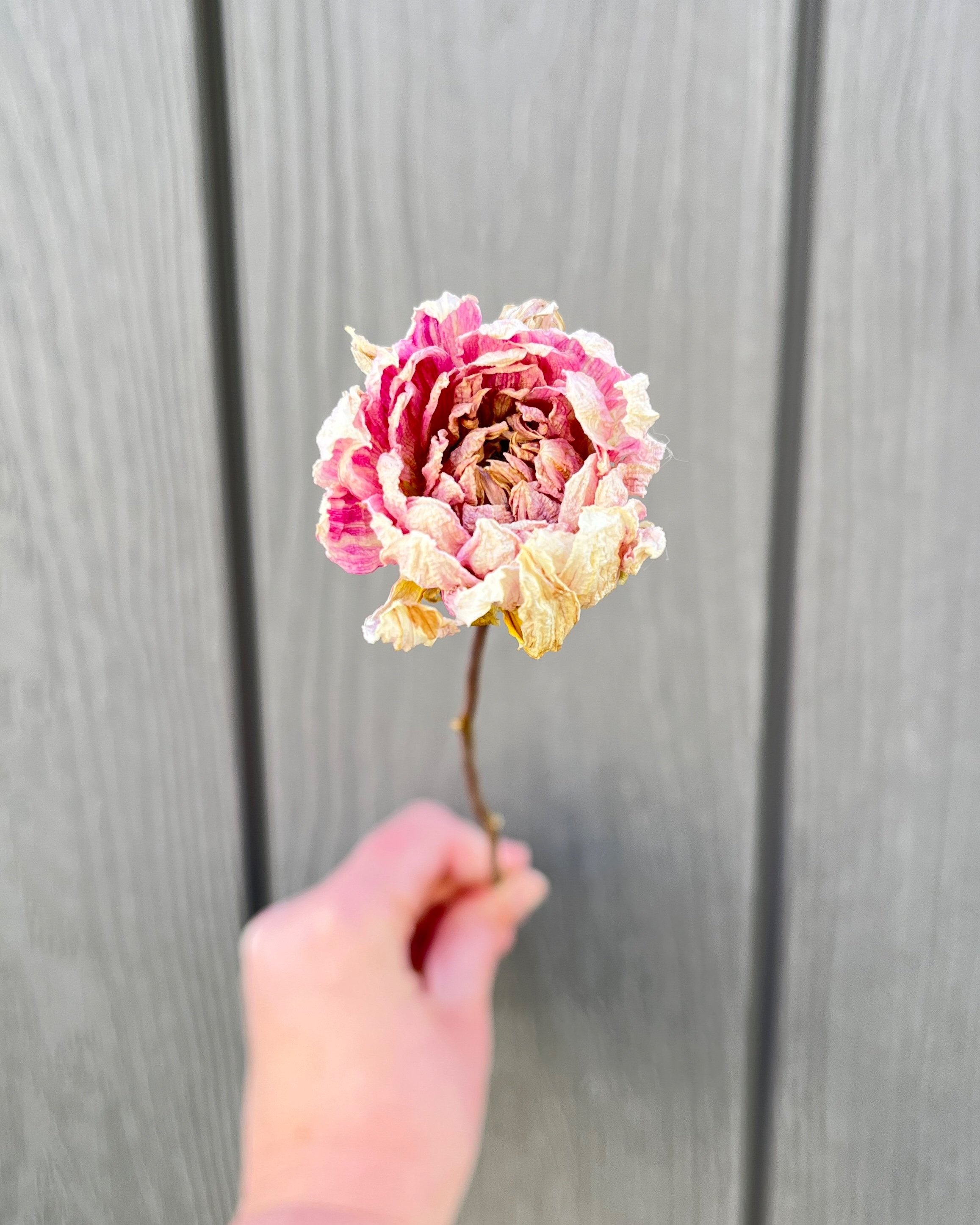 Cream Pink Dried Dahlia Flower