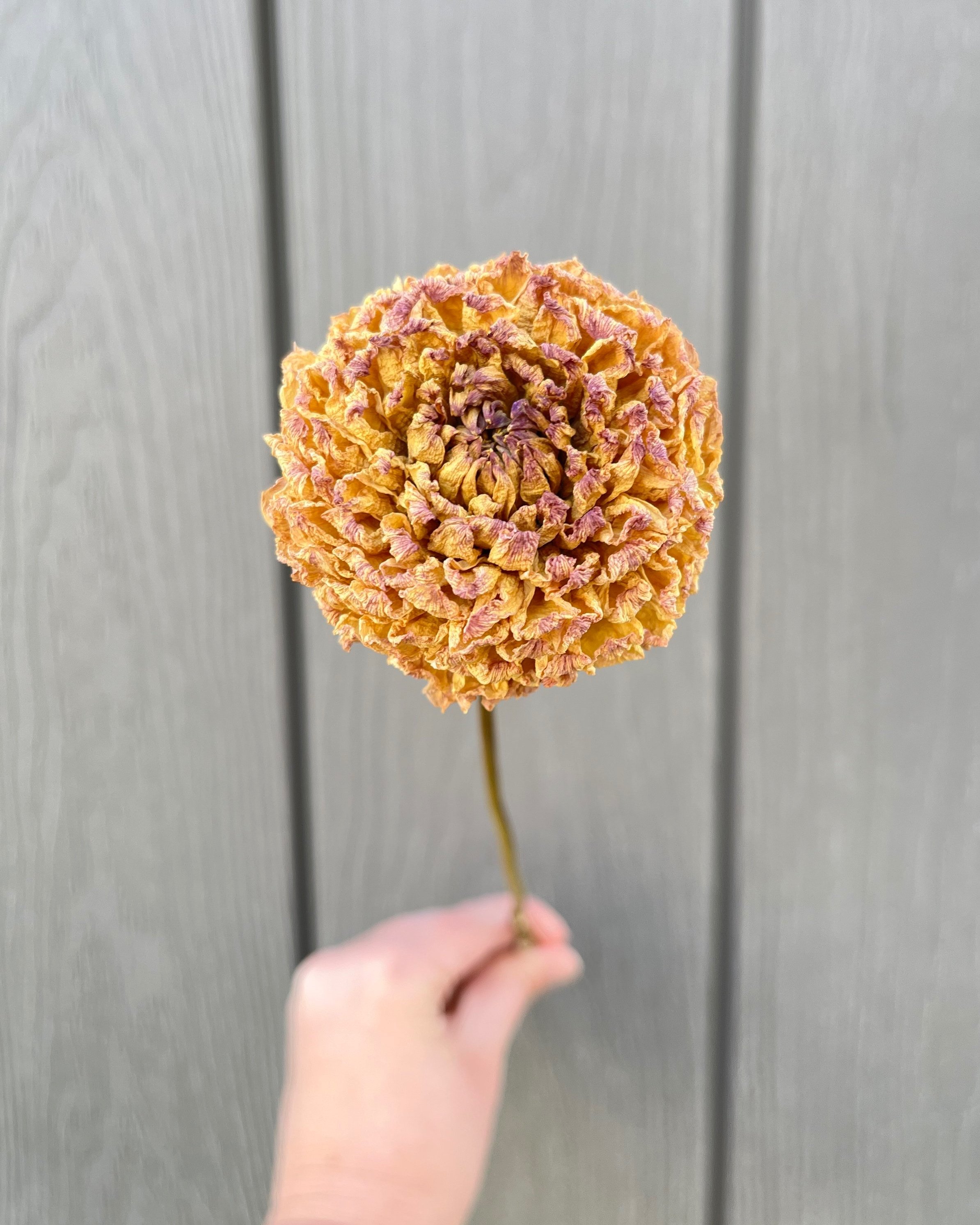 Golden Yellow Beige Dried Dahlia Flower