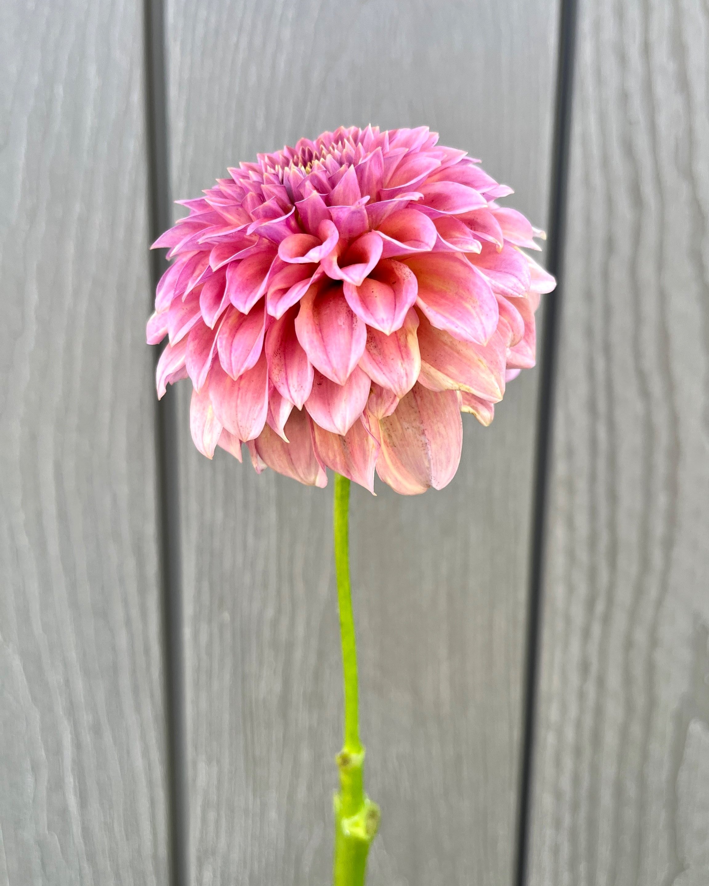 Rock Run Ashley Dahlia: a pink formal decorative dahlia flower