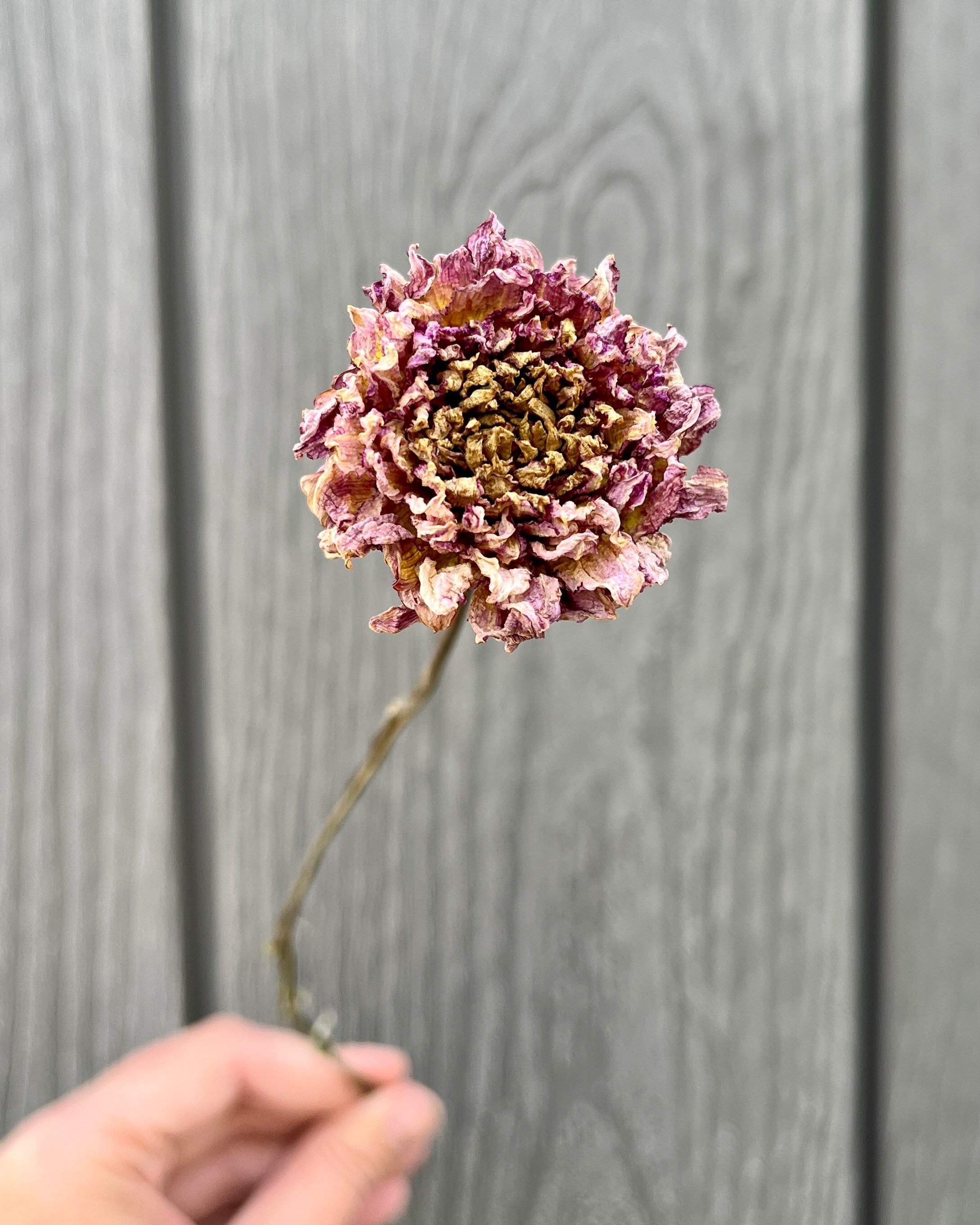 Purple Dried Dahlia Flower