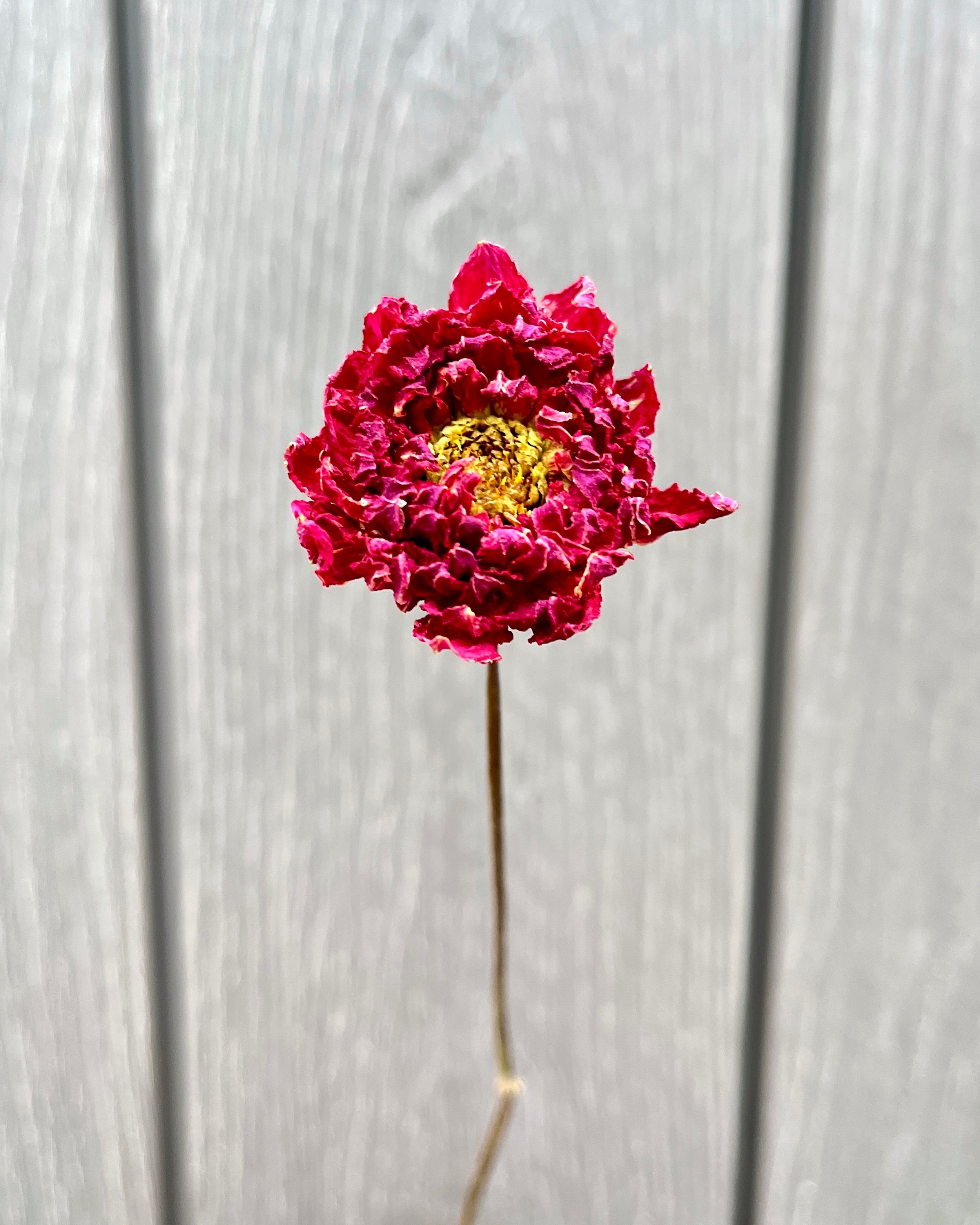 Pink Purple Magenta Fuchsia Dried Dahlia Flower