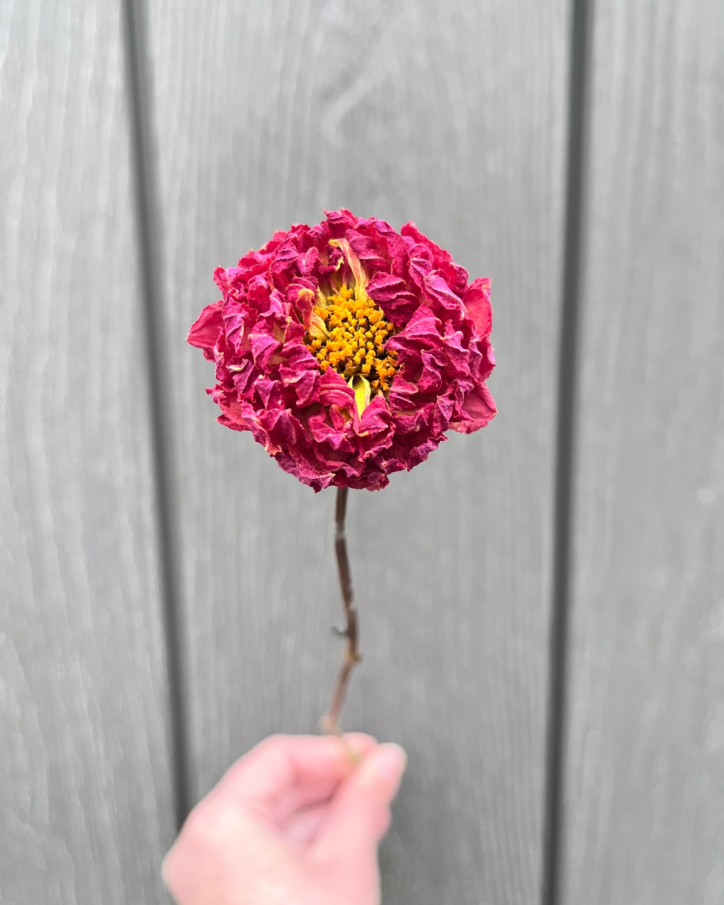 Pink Purple Magenta Fuchsia Dried Dahlia Flower