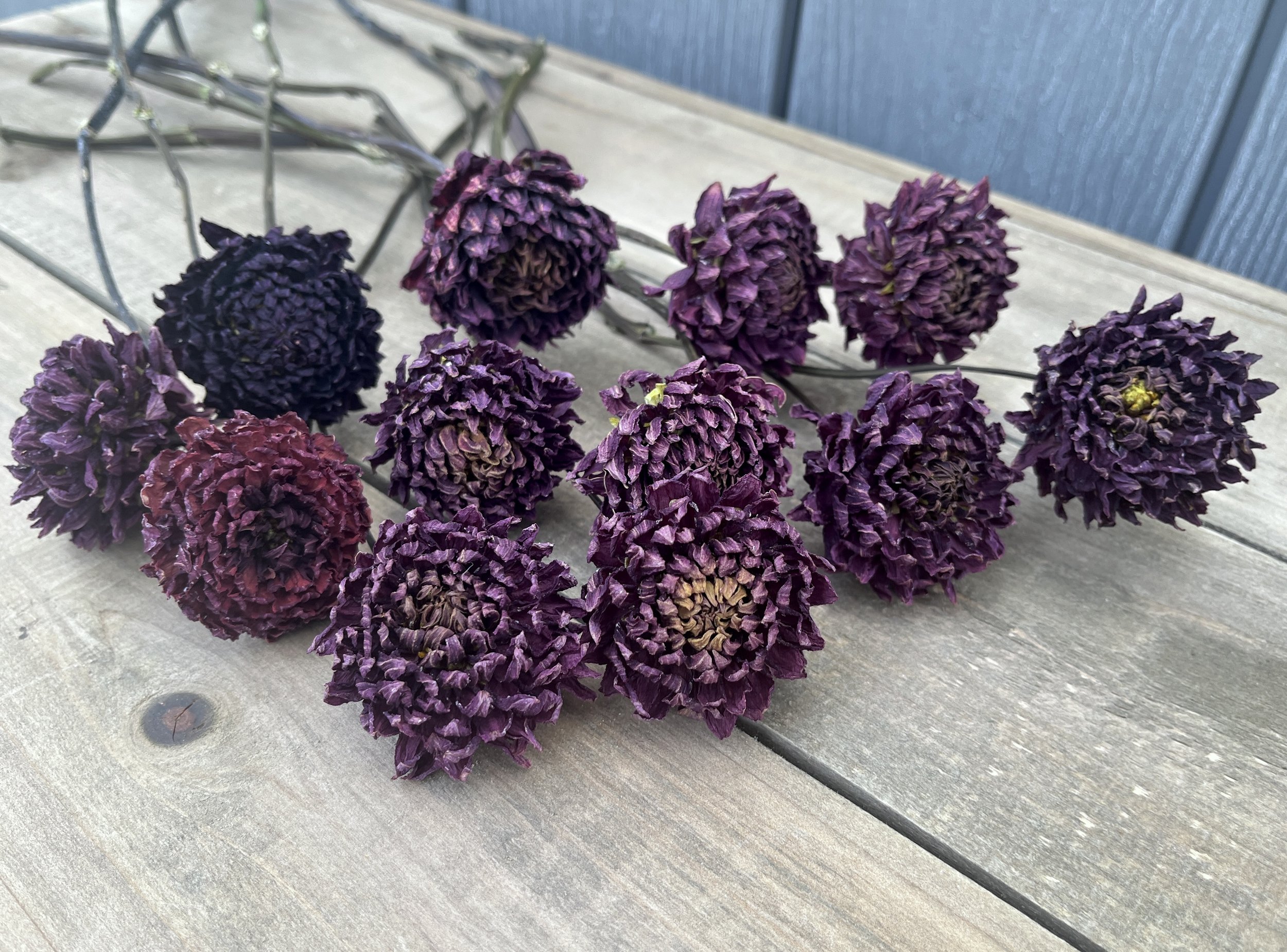 Deep Purple Dried Dahlias