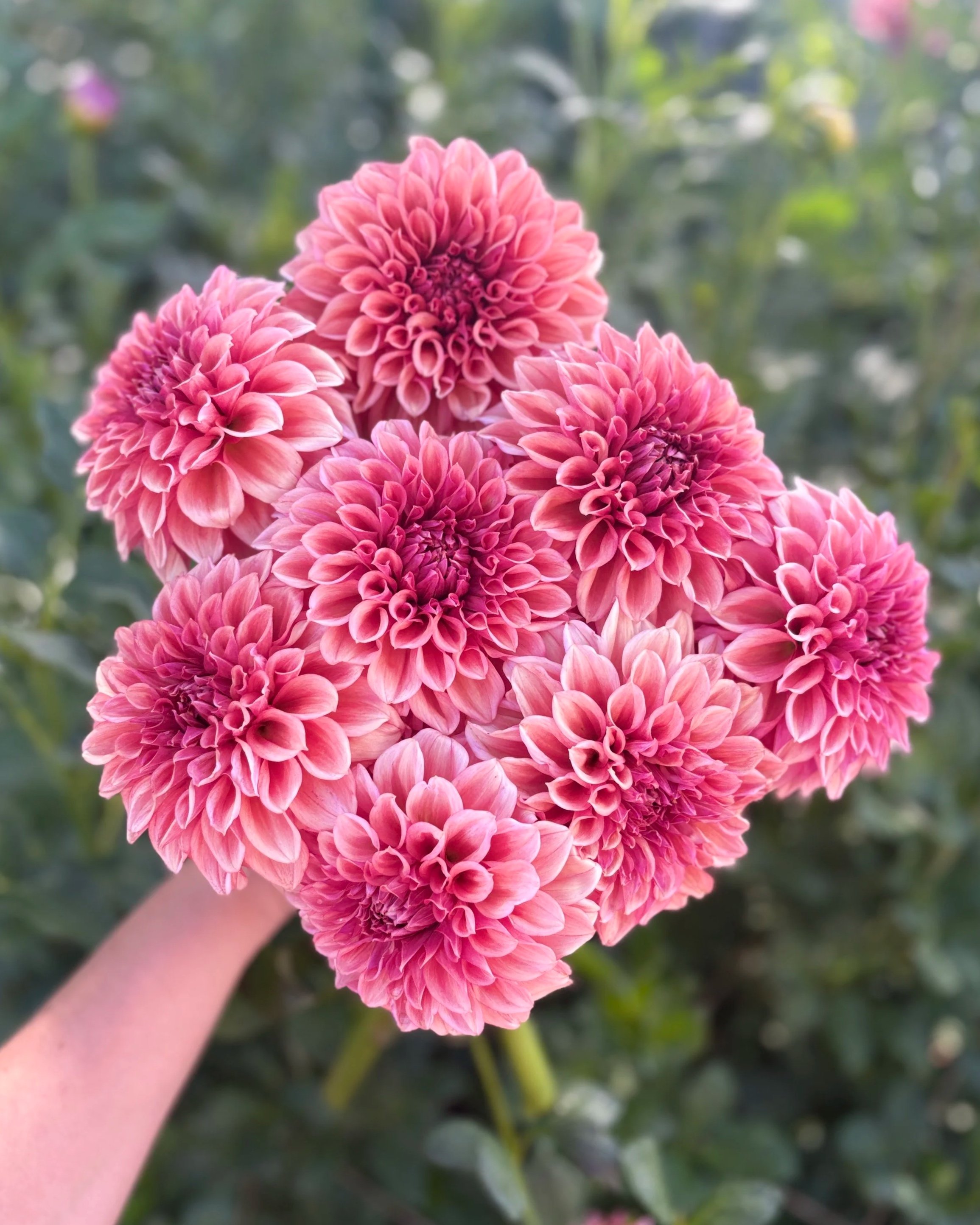 Orange Globe Dahlia: Smokey Orange Rust Flower