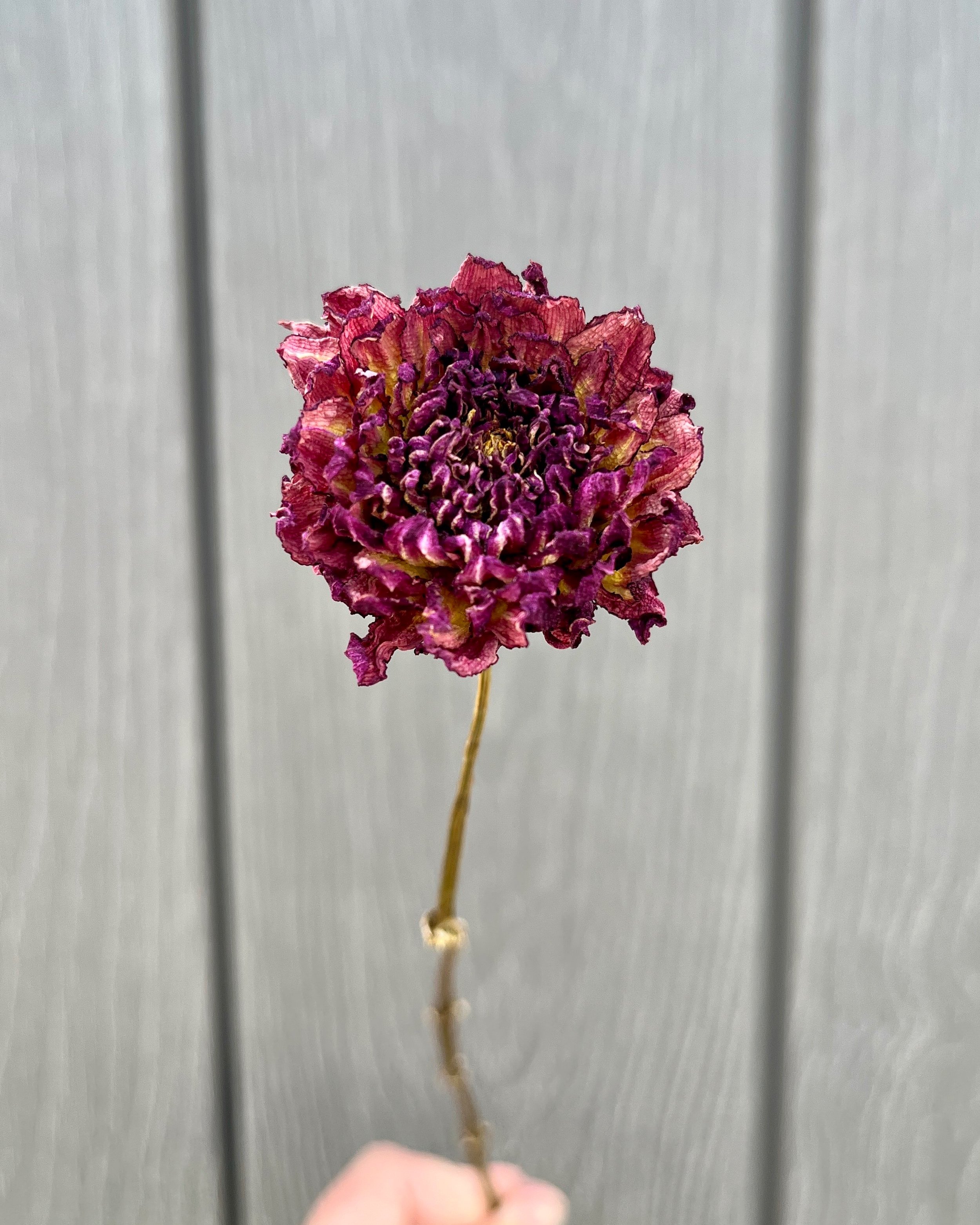 Purple Dried Dahlia Flower