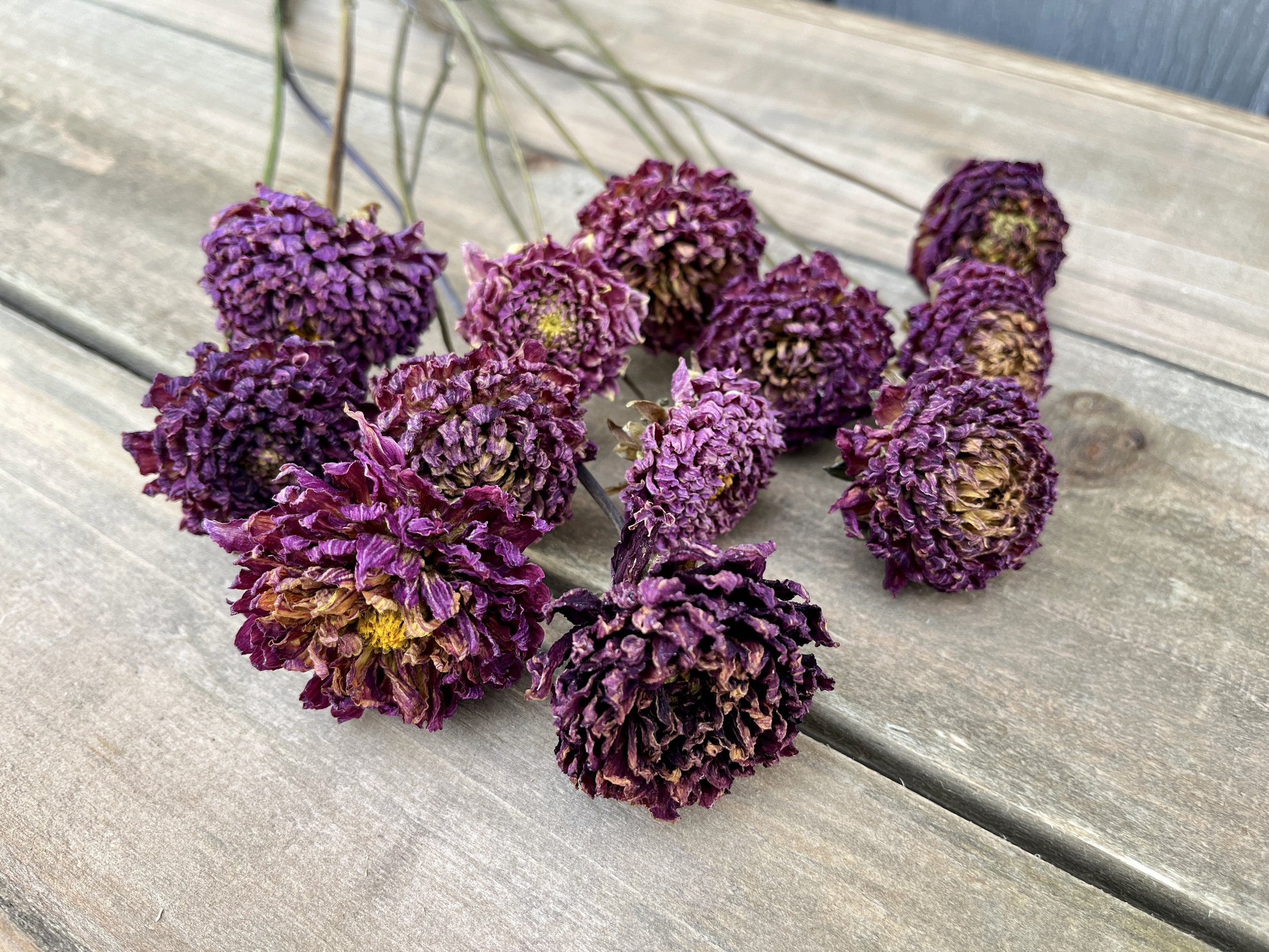 Violet Purple Dried Dahlia Flowers