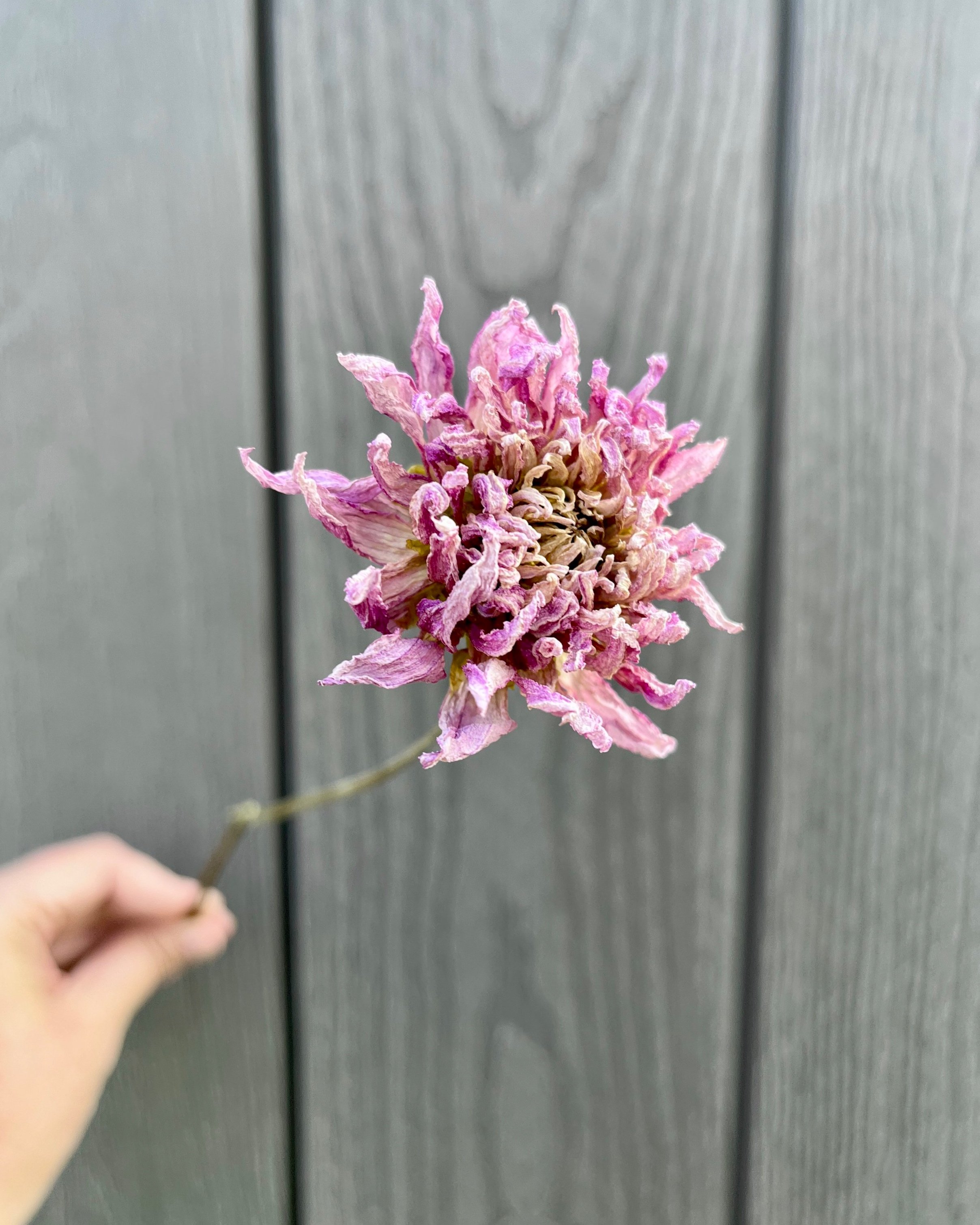 Lavender Purple Dried Dahlia Flower