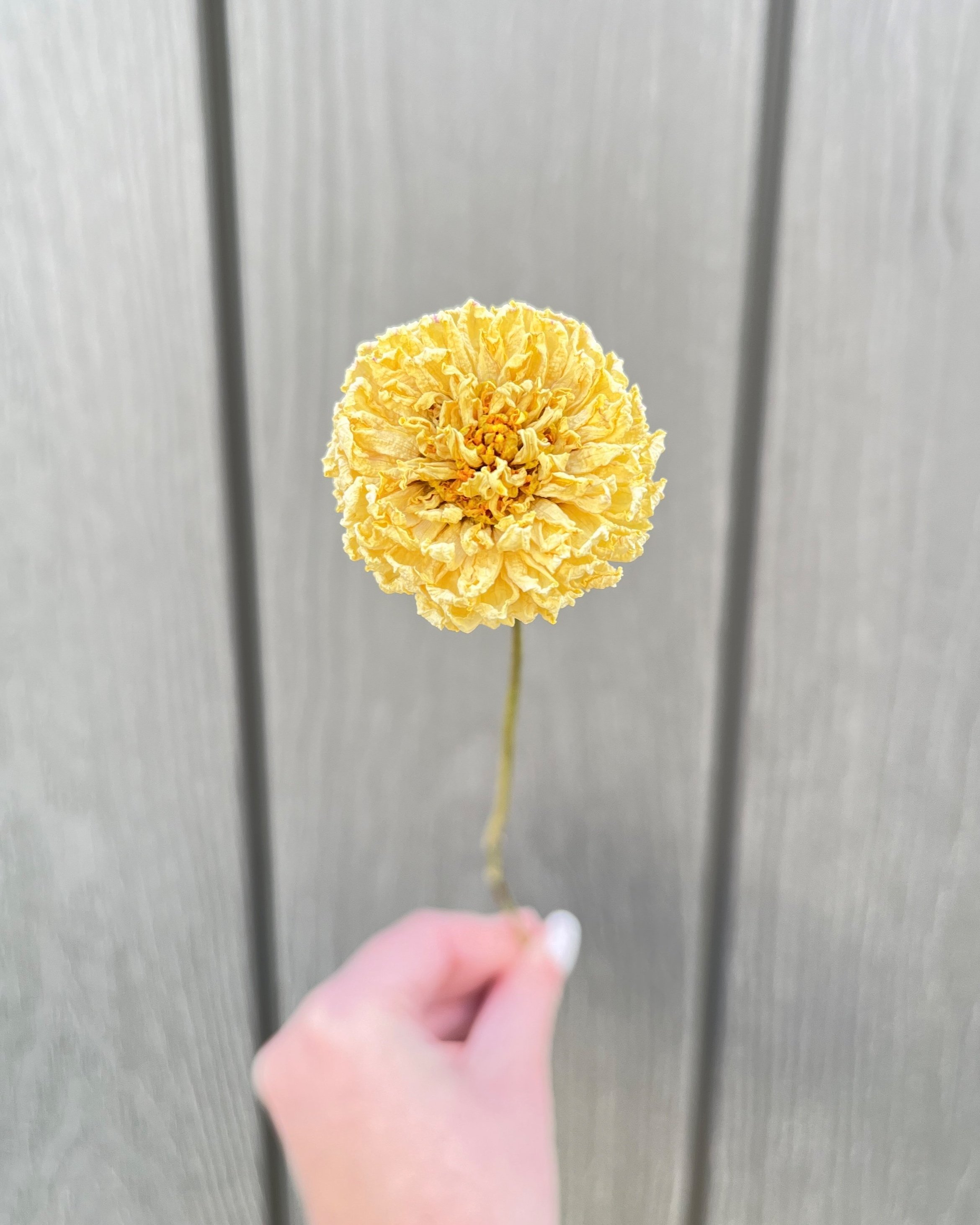 Cream Dried Dahlia Flower