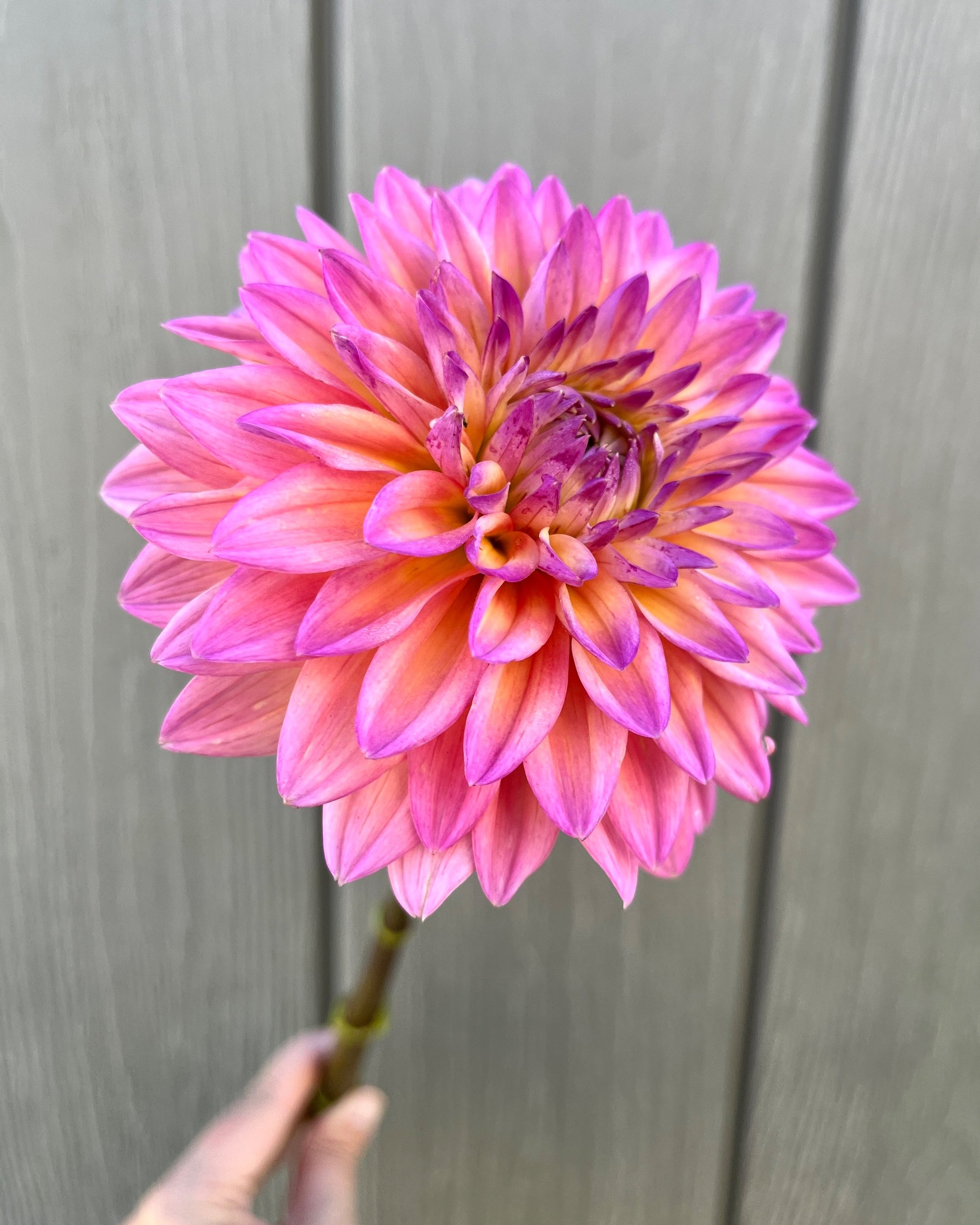 Mondriaan Dahlia Flower: Hot Pink with Soft Yellow Undertones