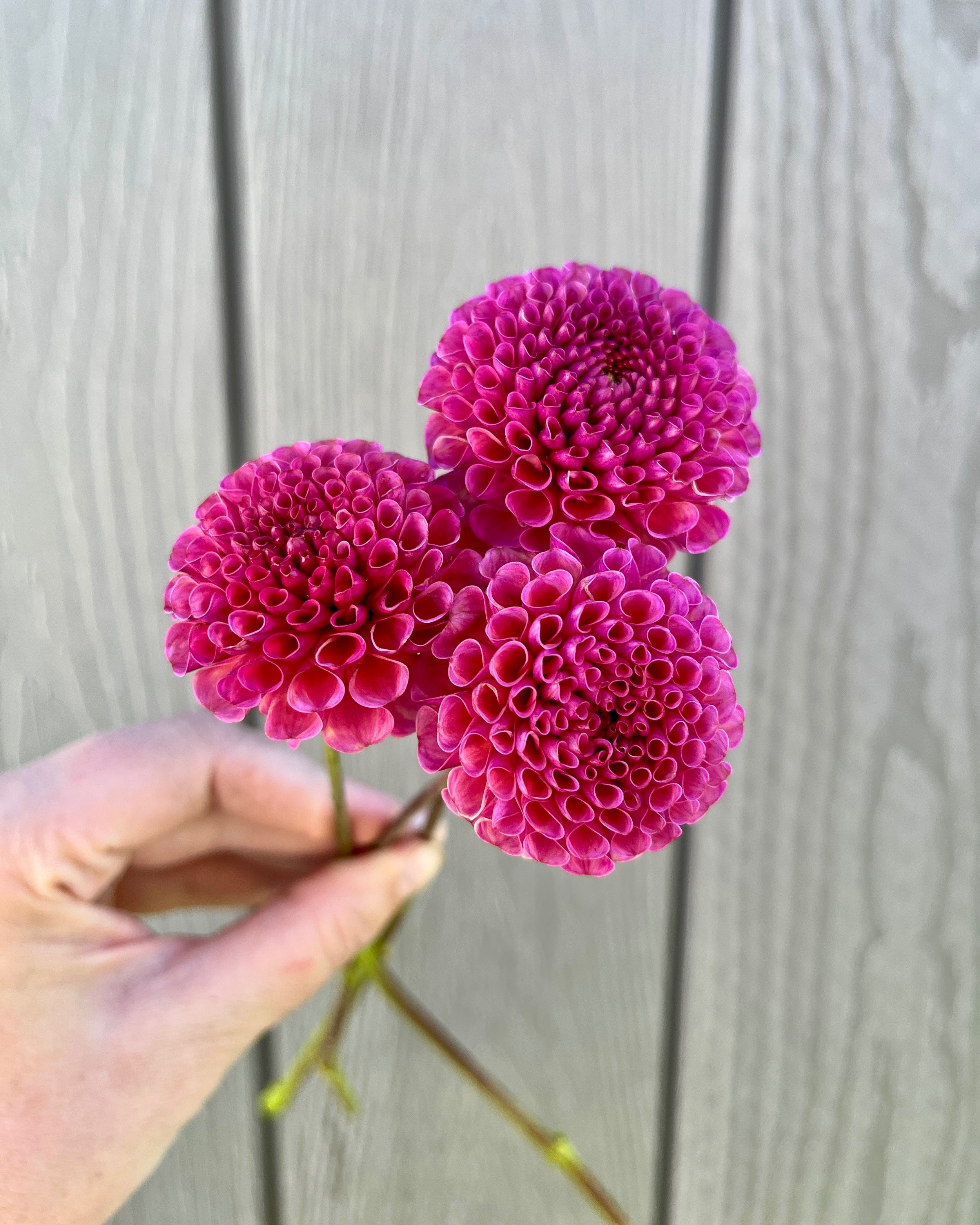 Koko Puff Dahlia: a purple, mauve pompon dahlia flower
