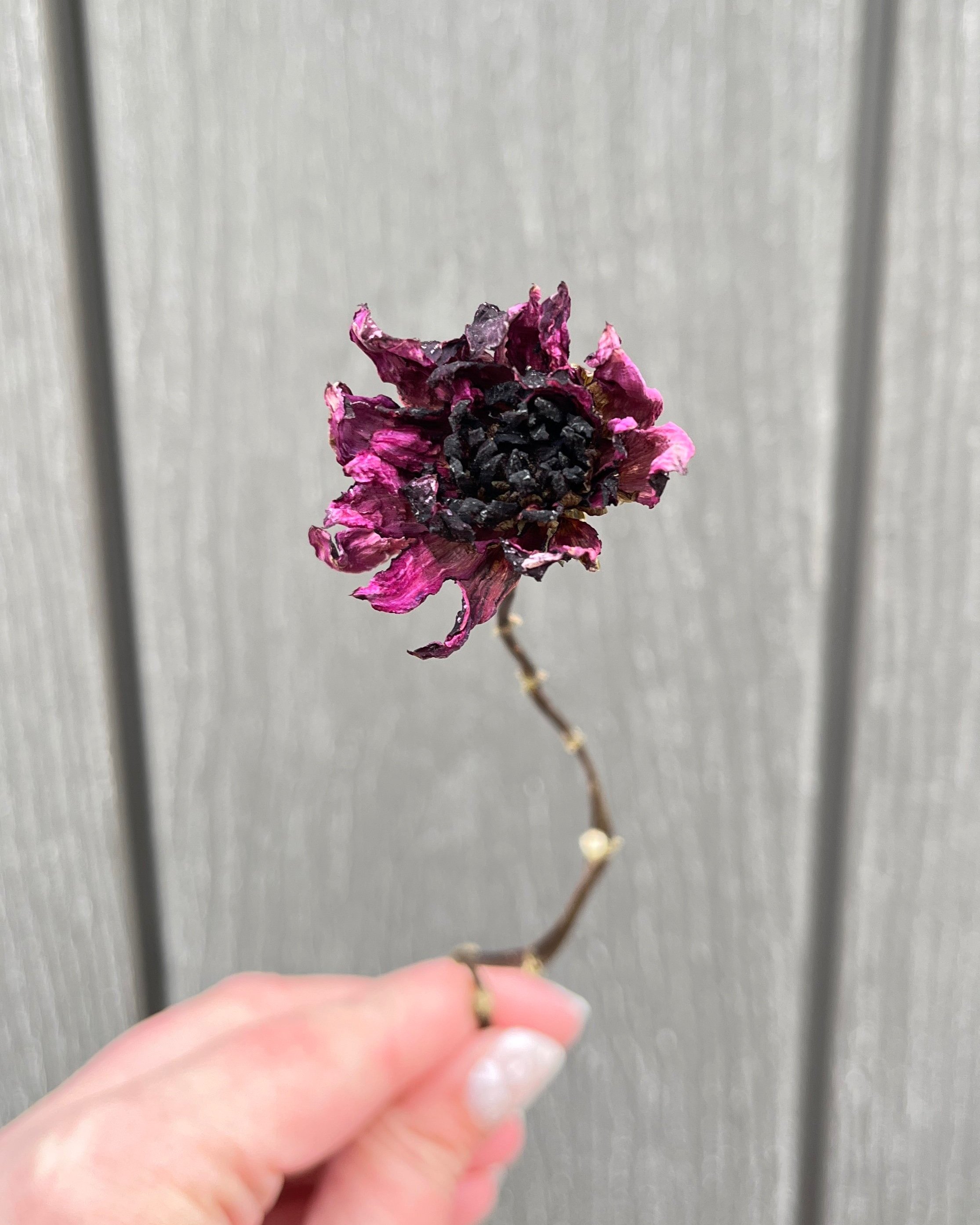 Burgundy, Deep Purple Dried Dahlia Flower
