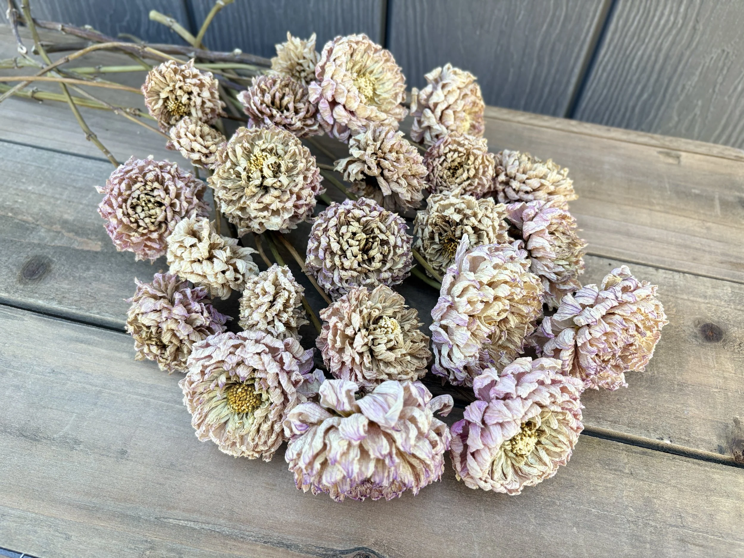 Blush Dried Dahlia Flowers