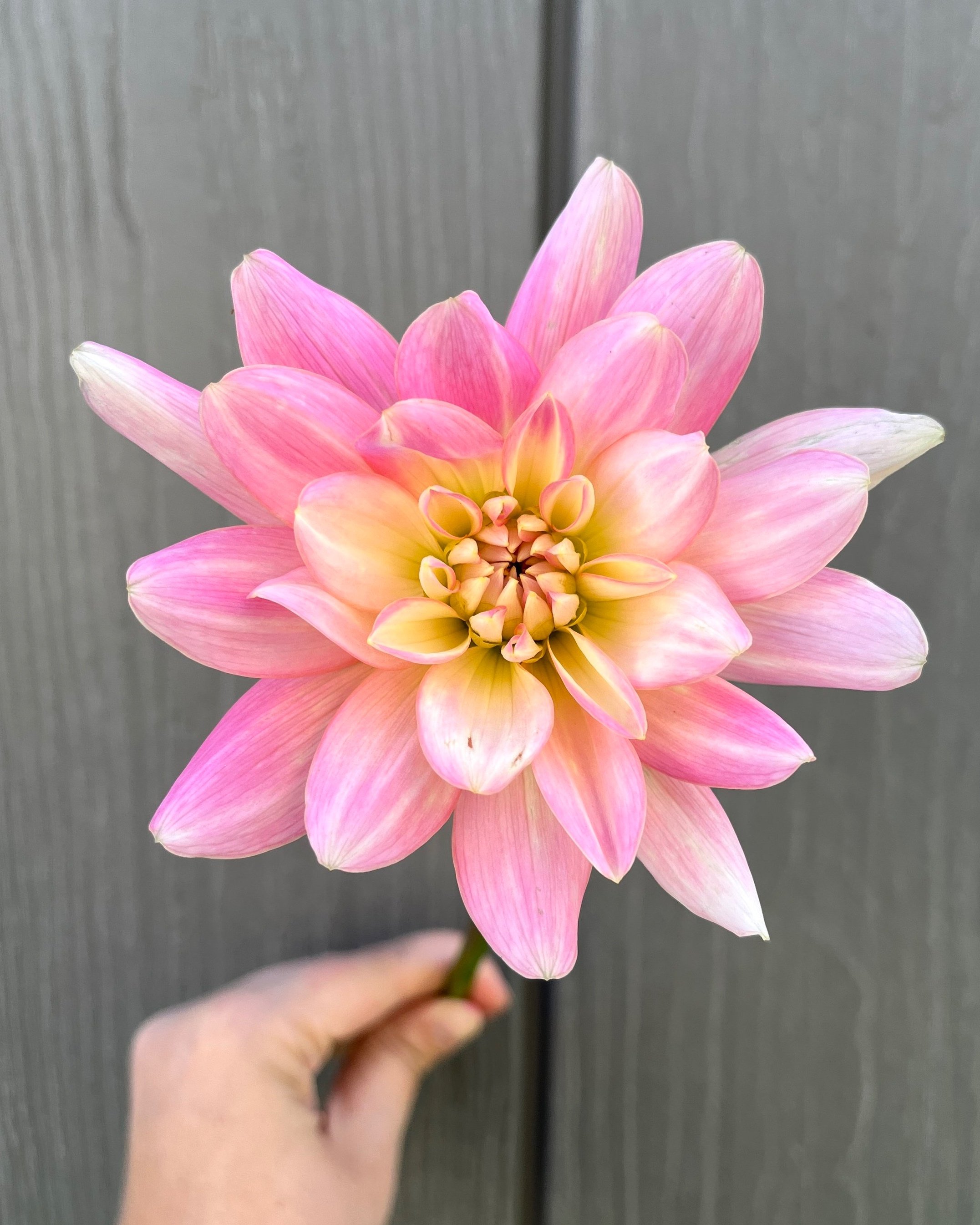 Gerrie Hoek: Pink and Cream Waterlily Dahlia Flower