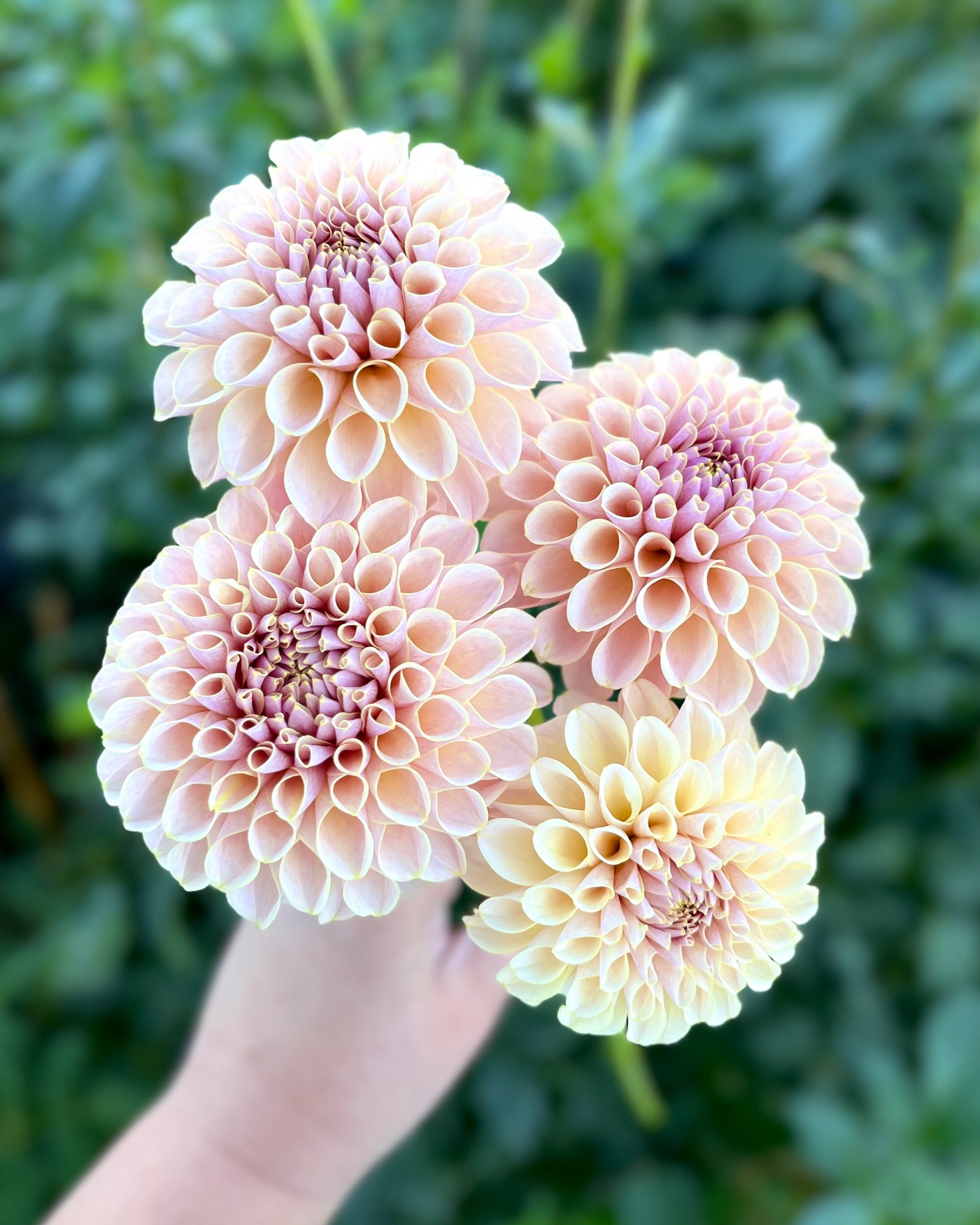 KA's Cinder Rose: Peach Blush Pink Cream Dahlia Flower