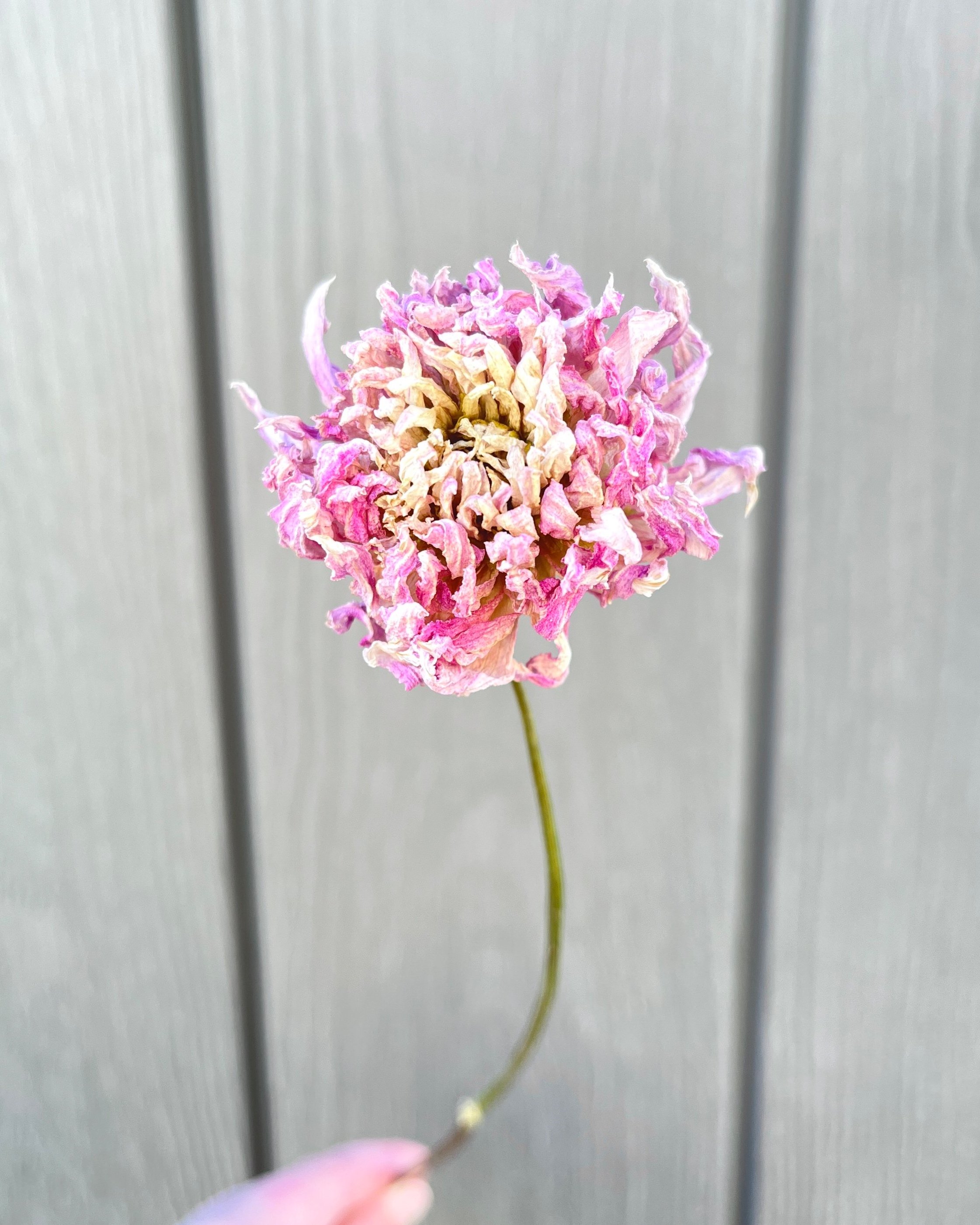 Lavender Pink Purple Dried Dahlia Flower