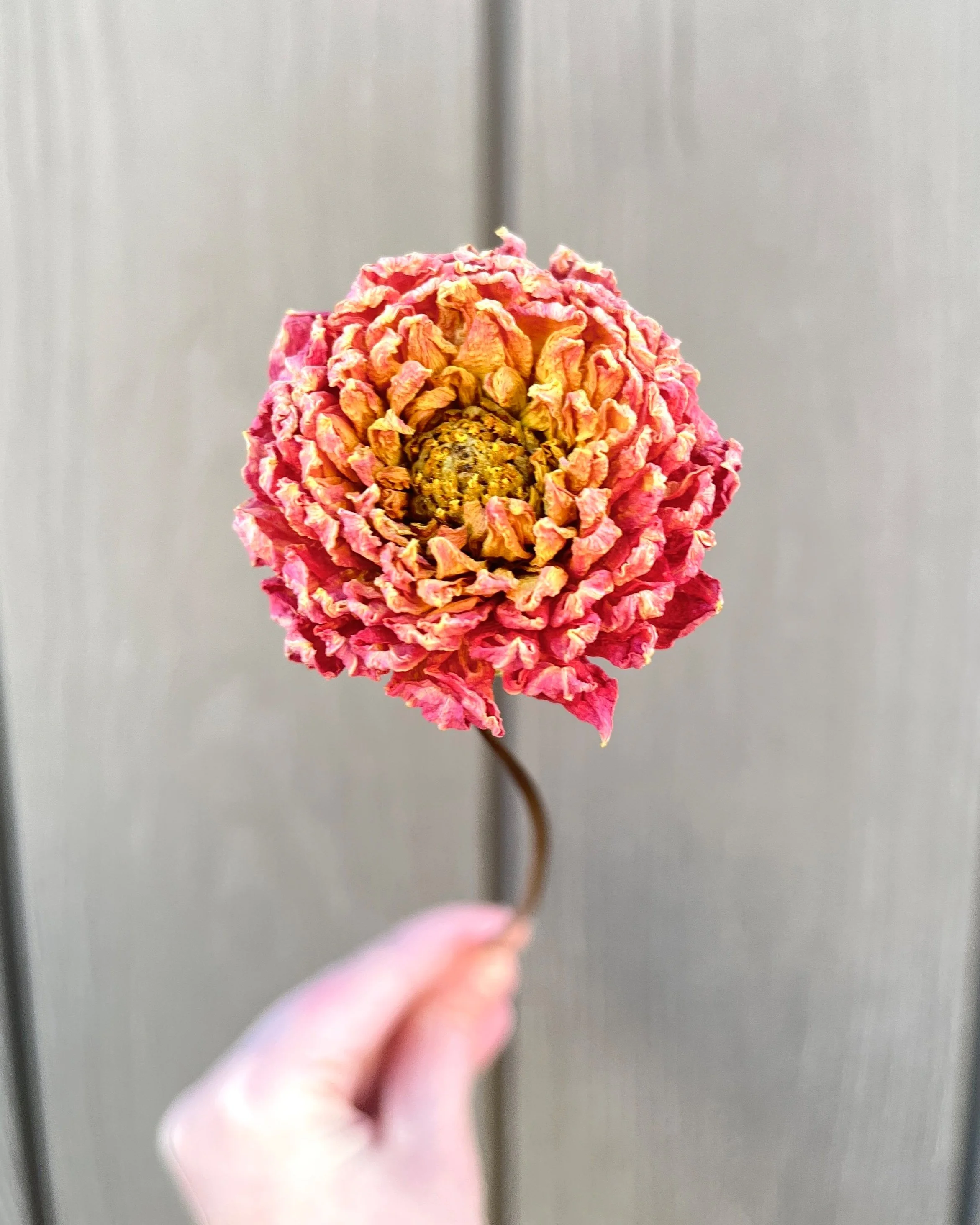 Peach Orange Dried Dahlia Flower