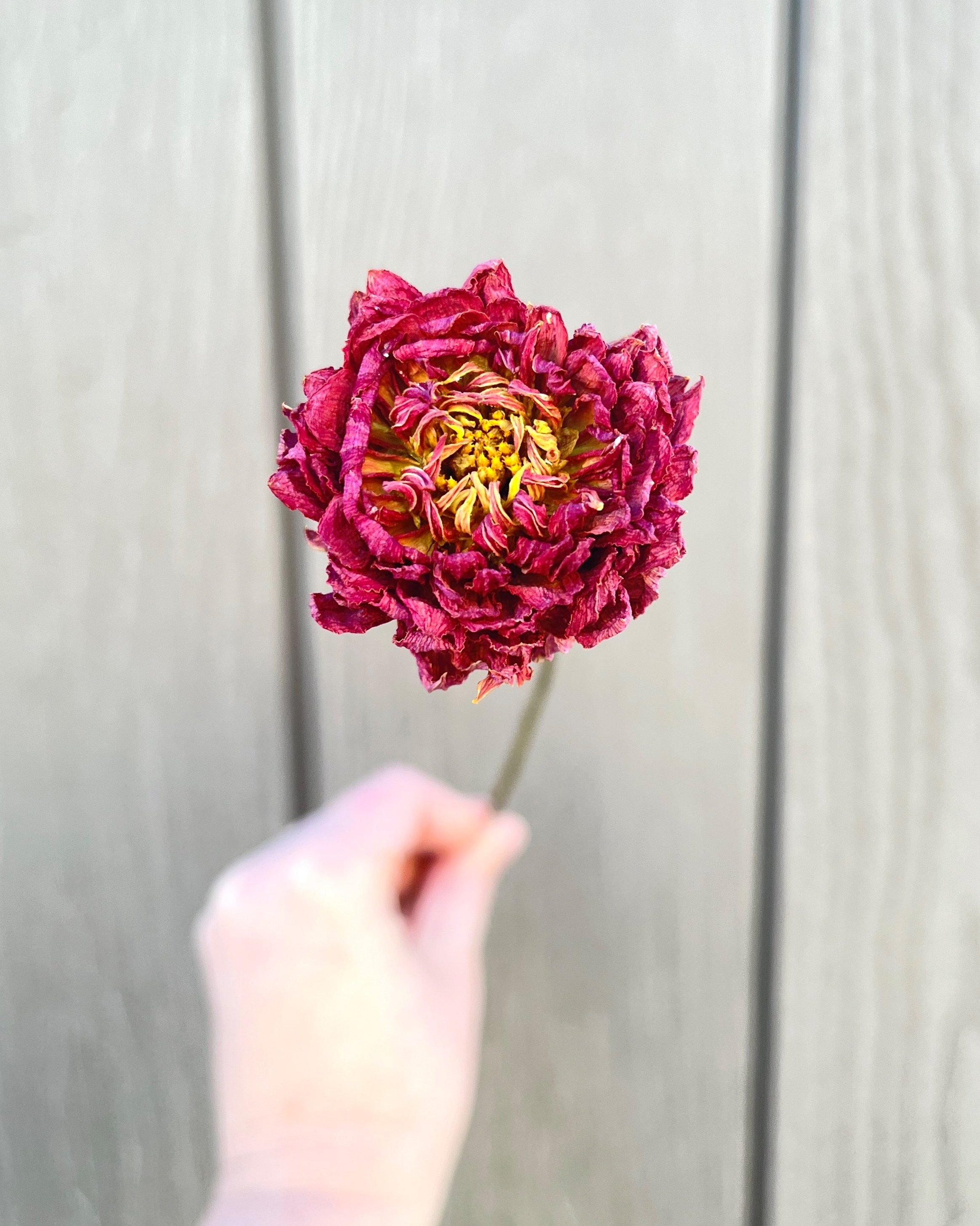 Purple Pink Dried Dahlia Flower