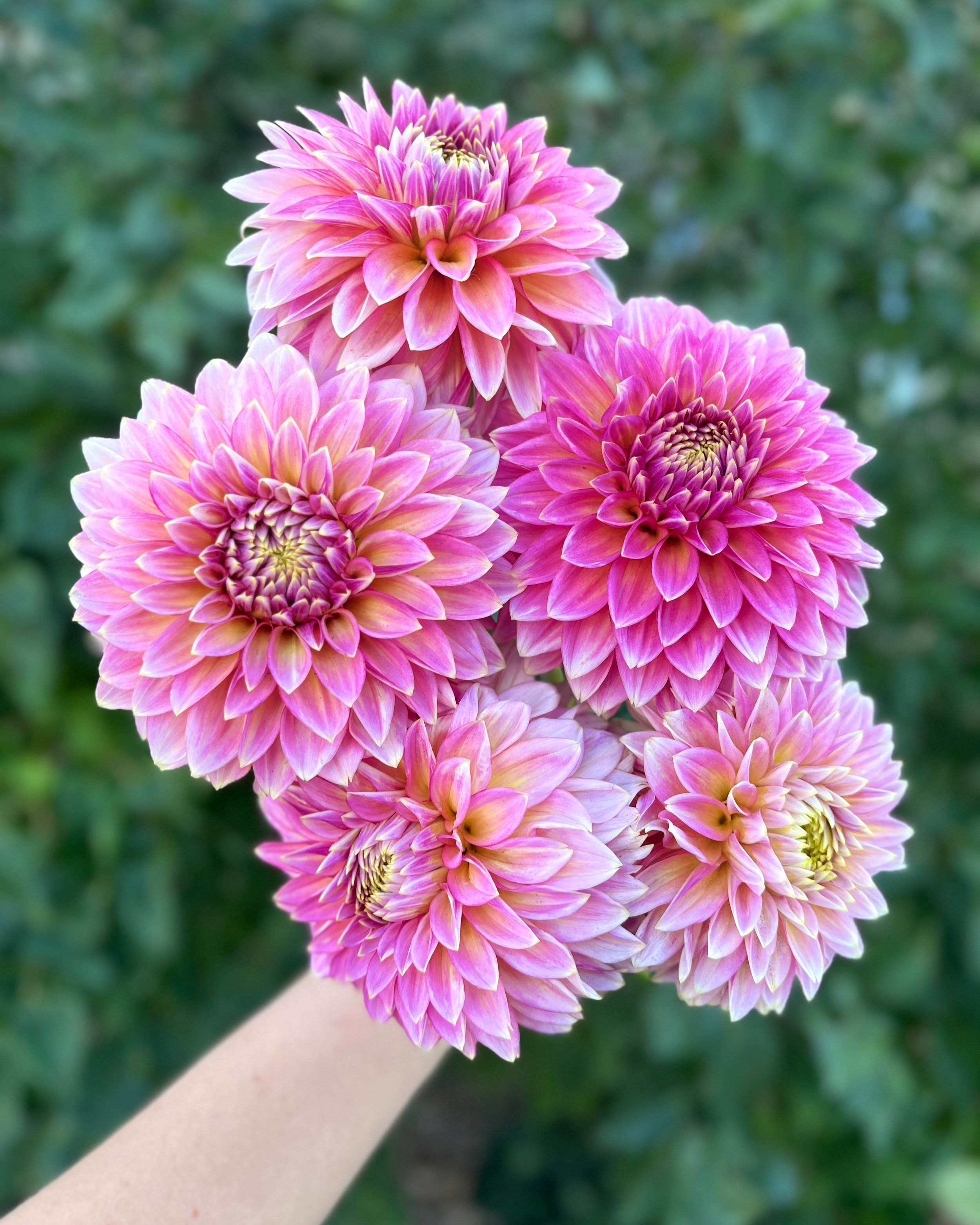 Bloomquist Mojo: Bright Pink Dahlia Flower (Copy)