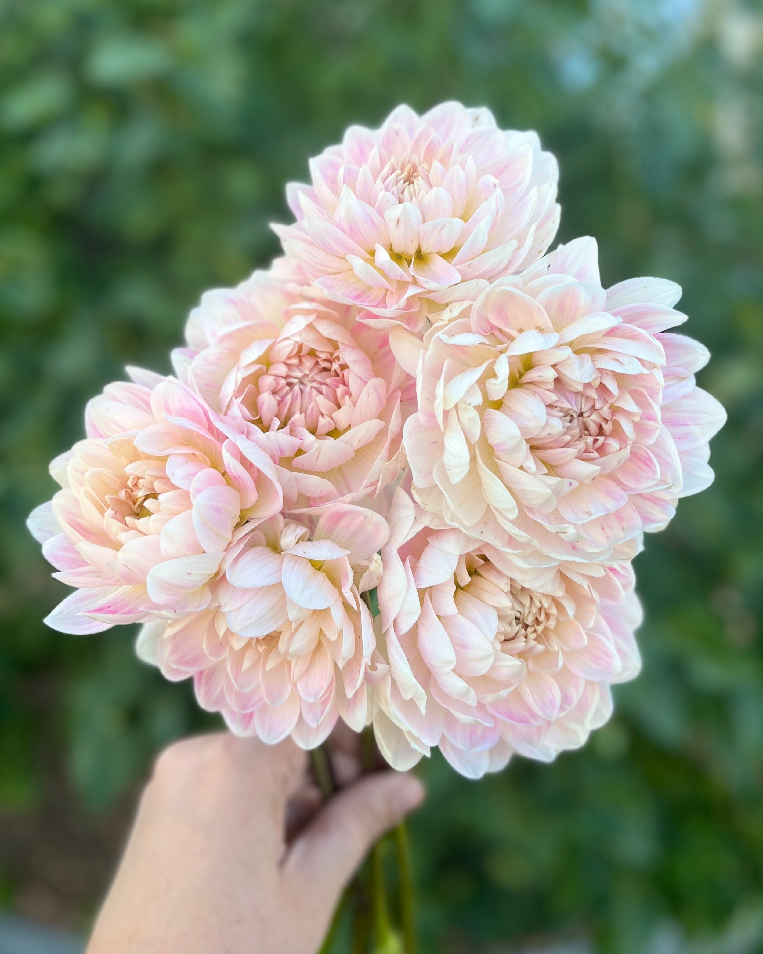 Kelgai Ann Dahlia: Soft Blush with Darker Pink Streaks Waterlily Dahlia