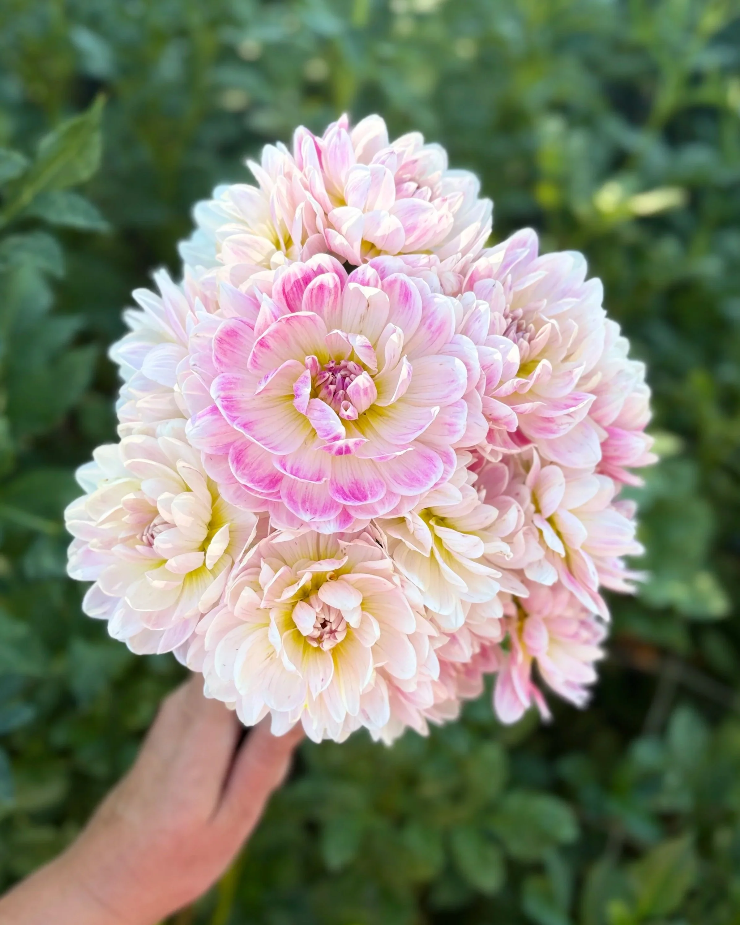 Kelgai Ann Dahlia: Soft Blush with Darker Pink Streaks Waterlily Dahlia
