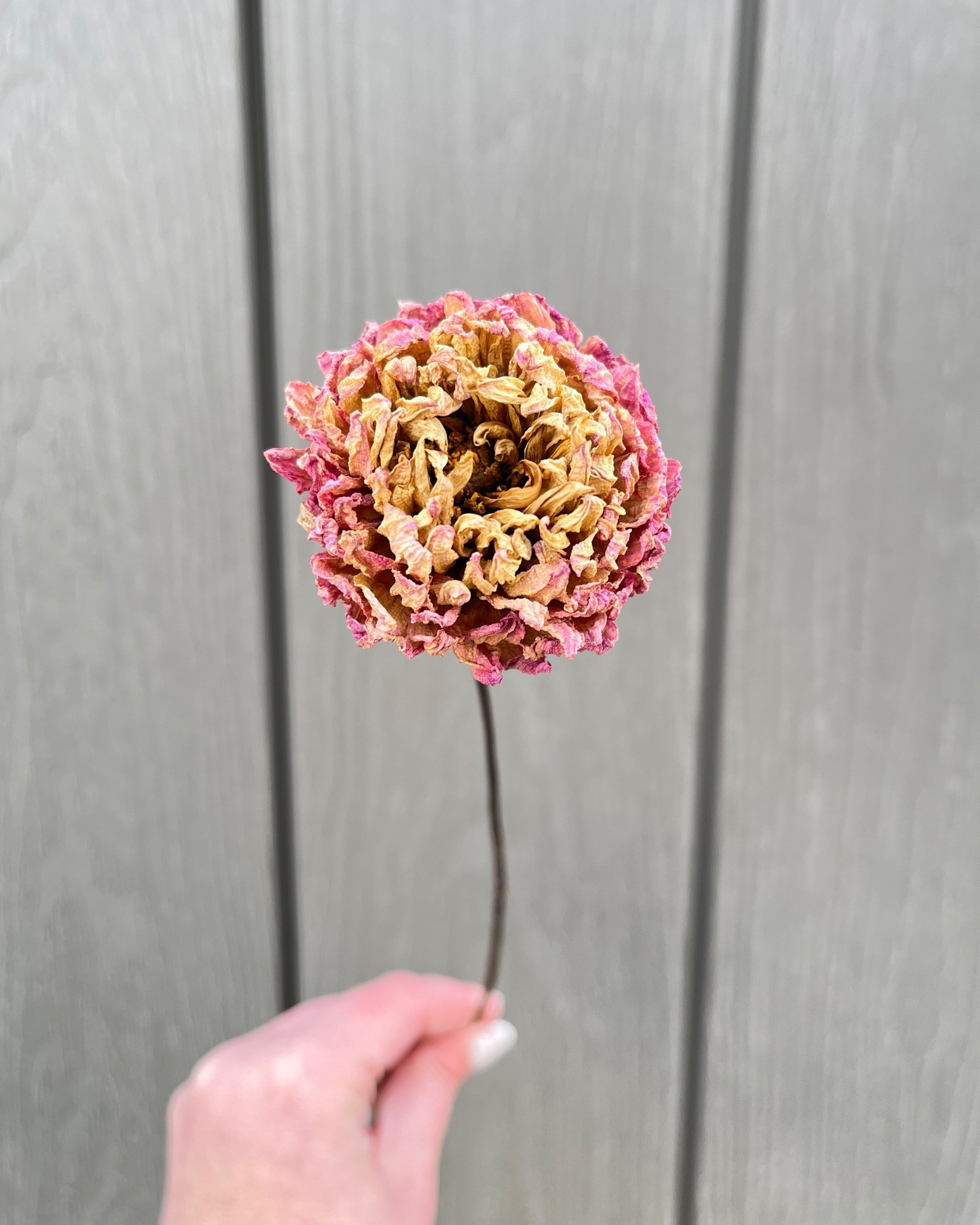 Pink Purple Cream Dried Dahlia Flower