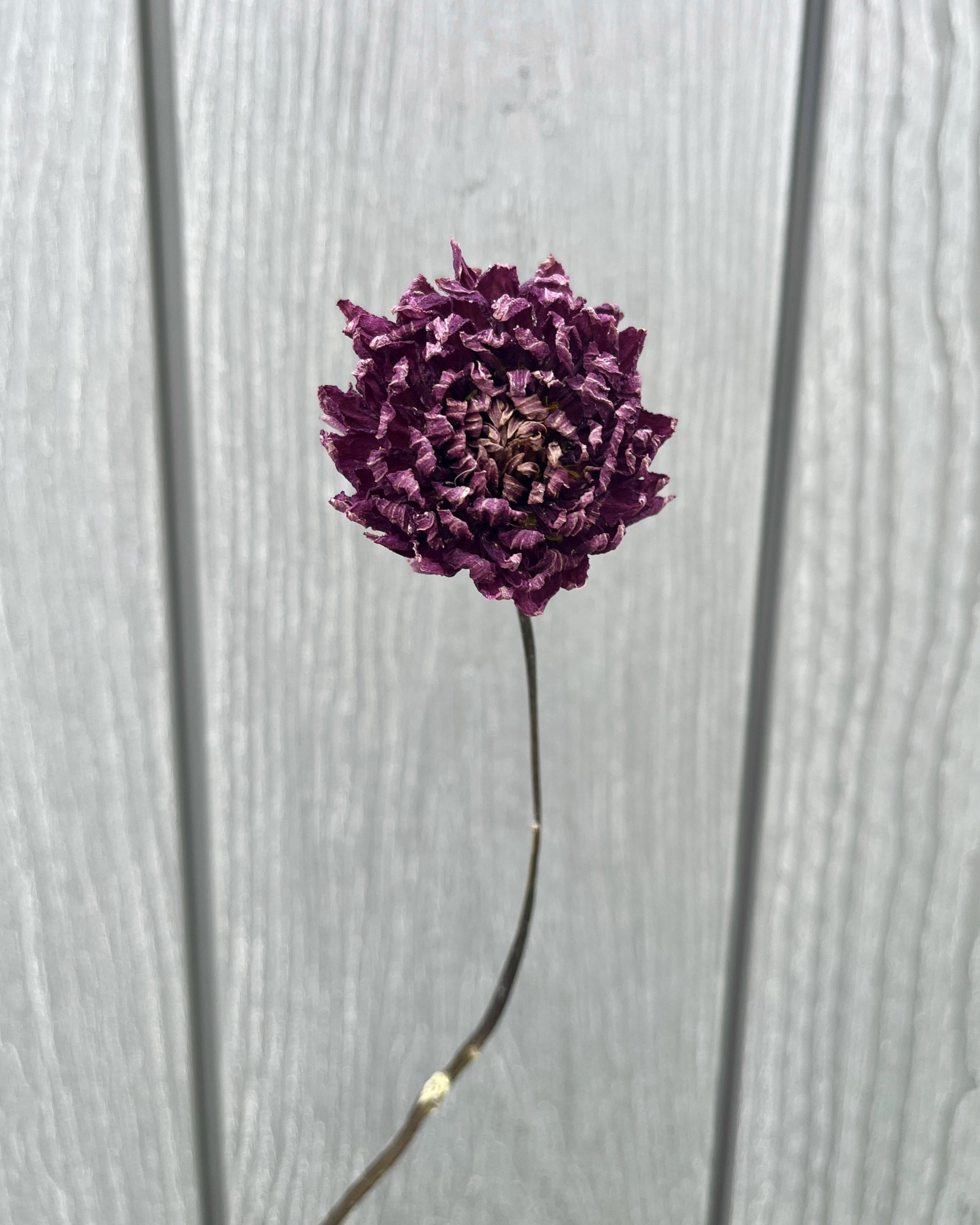 Deep Purple Dried Dahlia