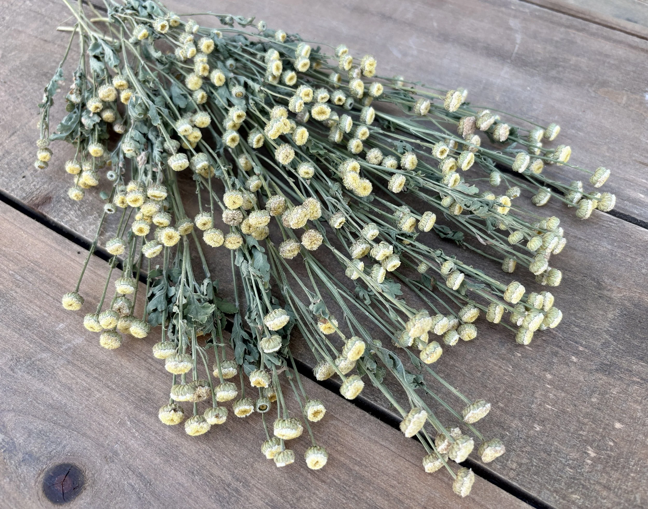 Dried Feverfew Matricaria Yellow Flowers