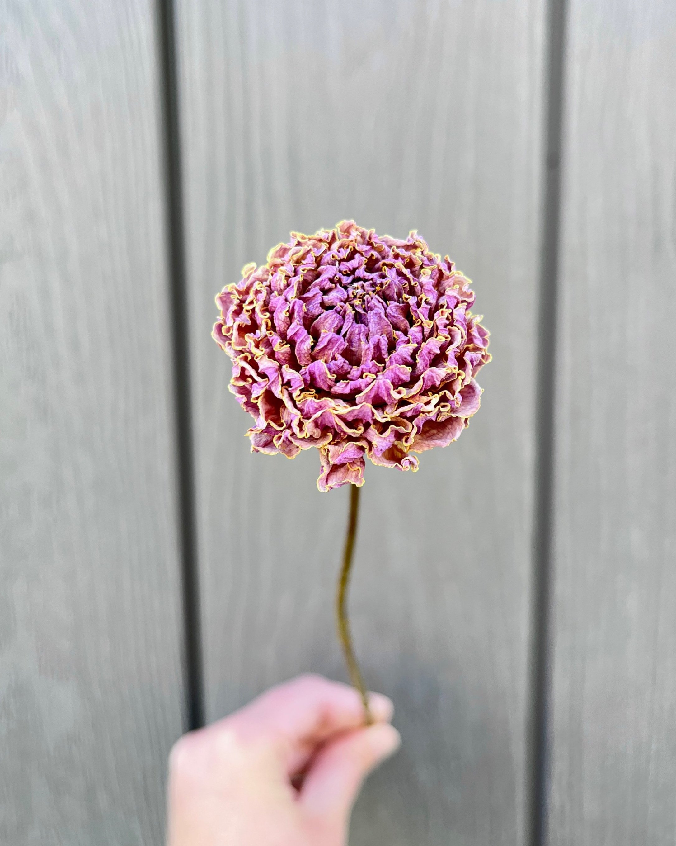Lavender Purple Pink Dried Dahlia Flower