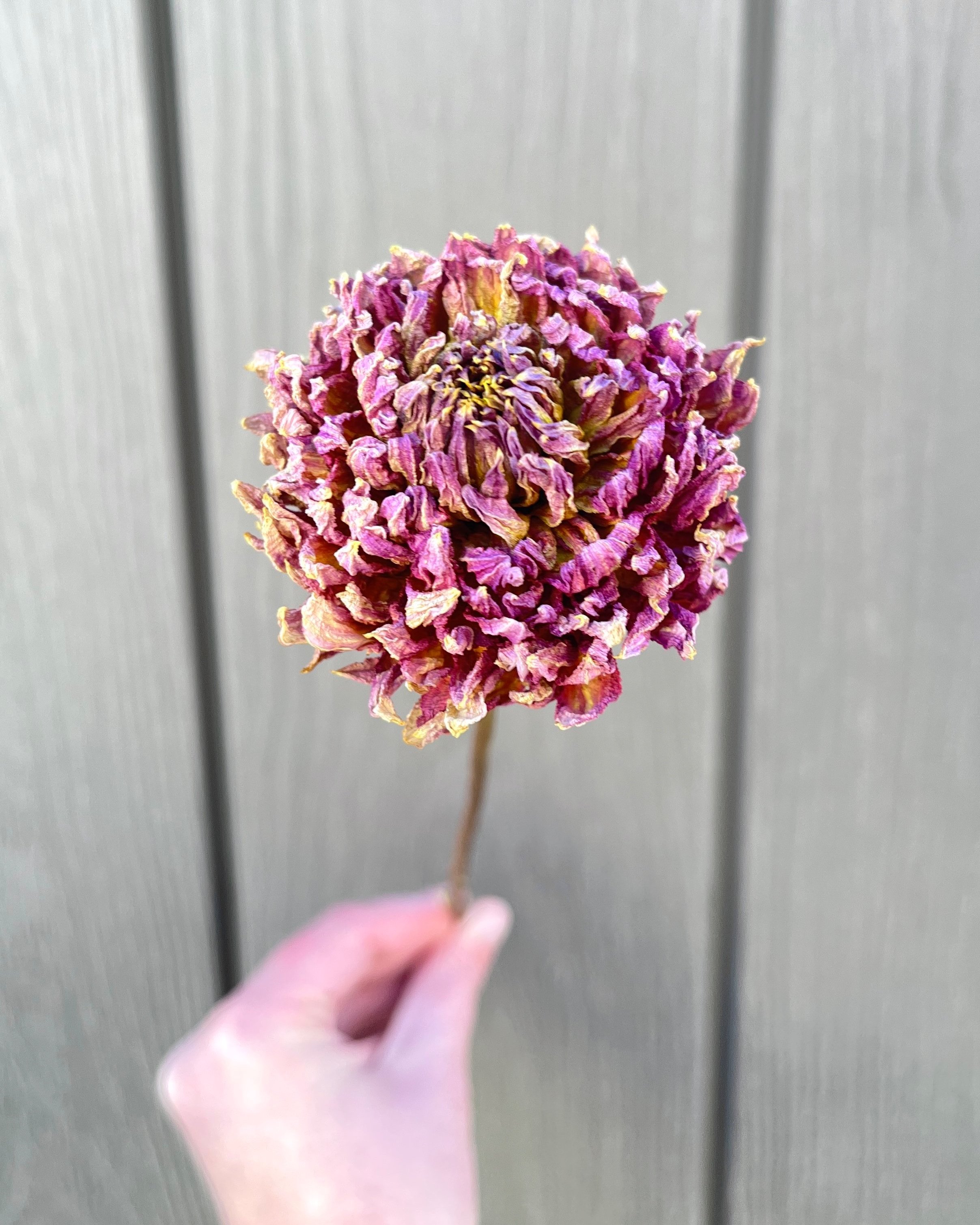 Purple Pink Dried Dahlia Flower
