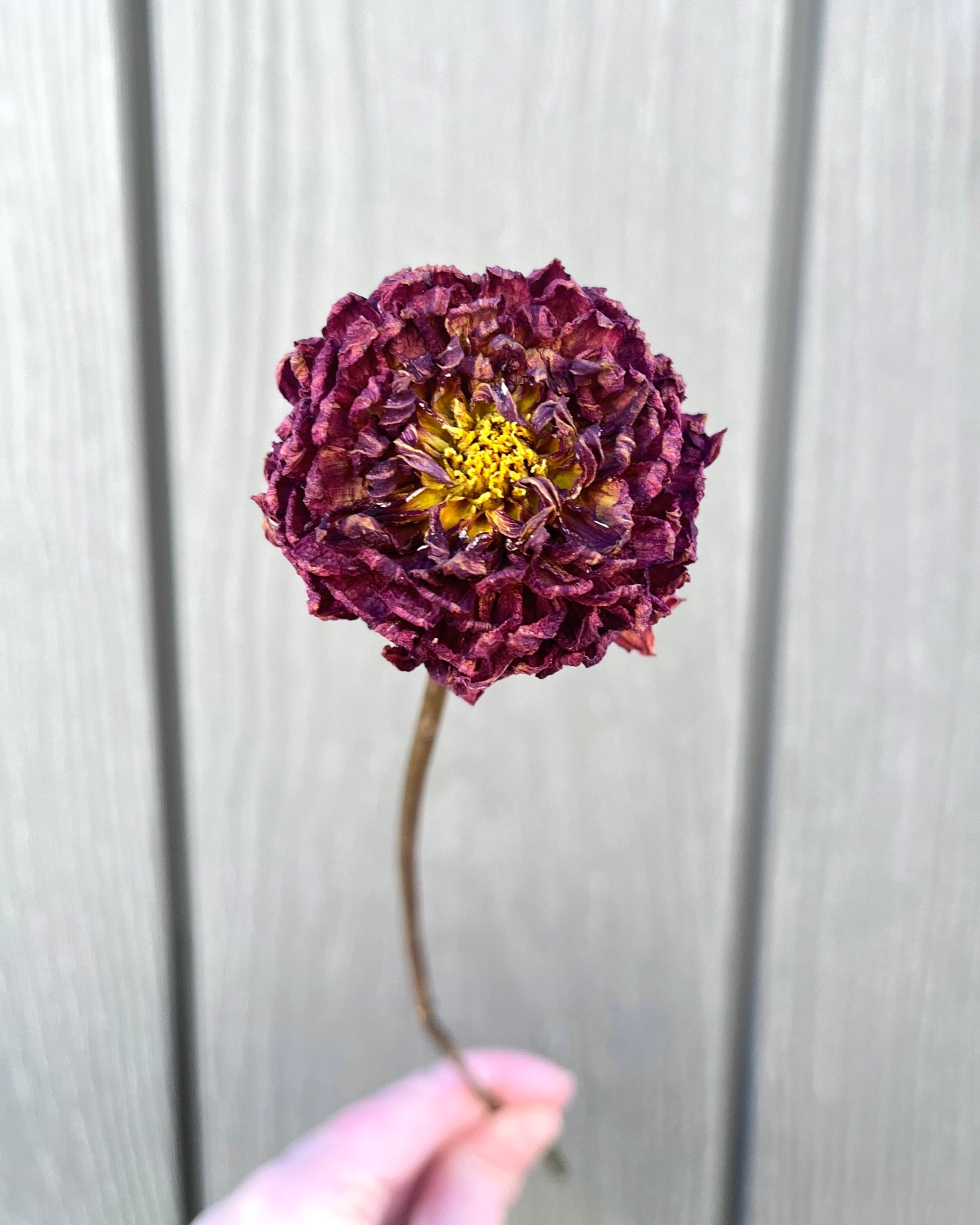 Burgundy Red Purple Dried Dahlia Flower